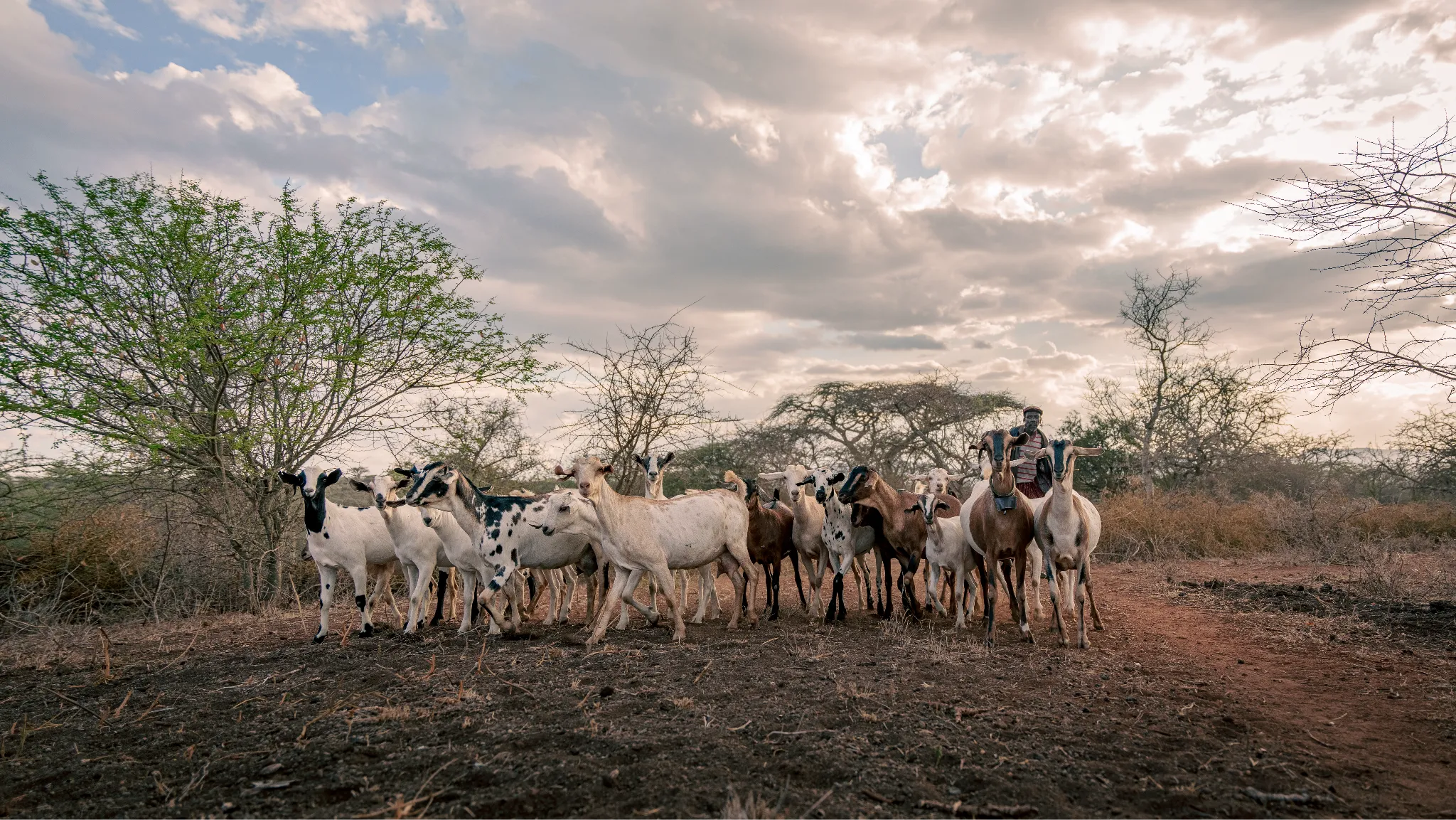Pilot Insights | Anticipatory Action Leveraging Blockchain For Drought-Impact Pastoralists in the Horn of Africa