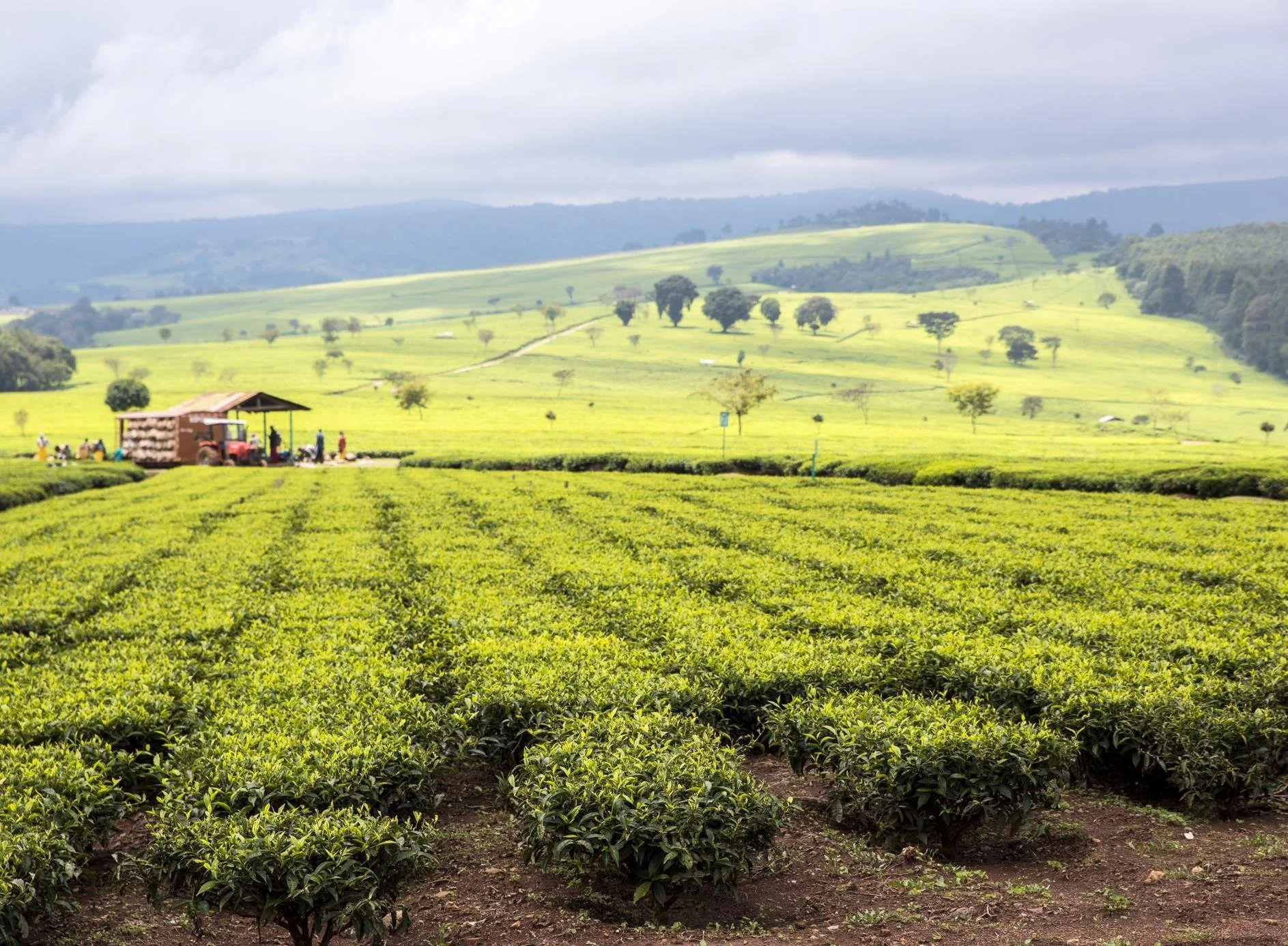 Pilot Insights | Improving yields and climate preparedness with AI and precision agriculture&nbsp;