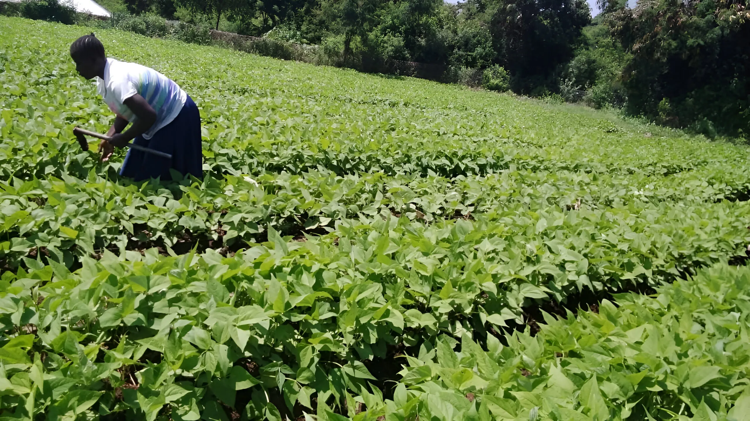 Pilot Launch | Stable Foods: IoT-powered Irrigation-as-a-Service in rural Kenya