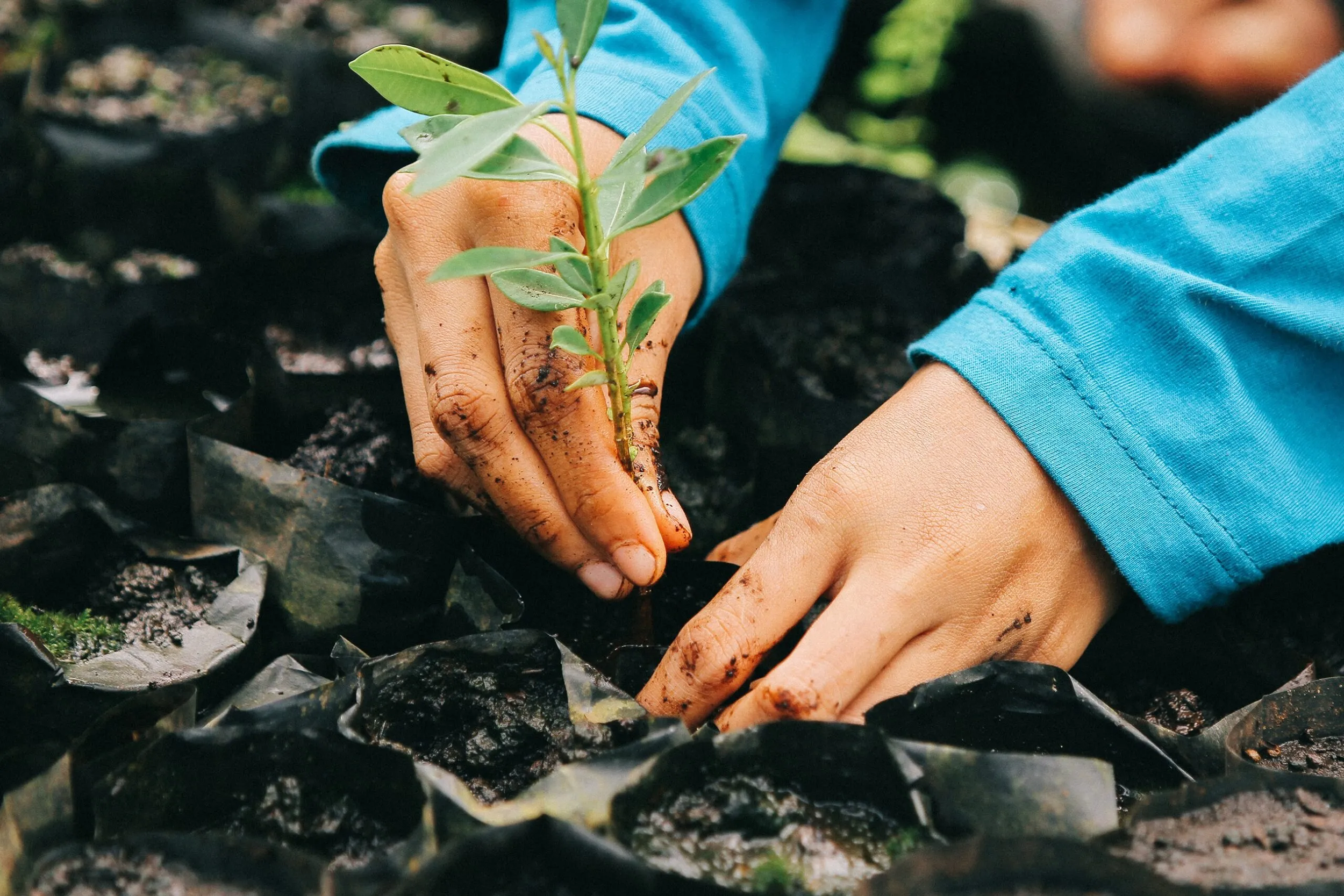 Pilot Insights | Forest Carbon: State of the web3 carbon market