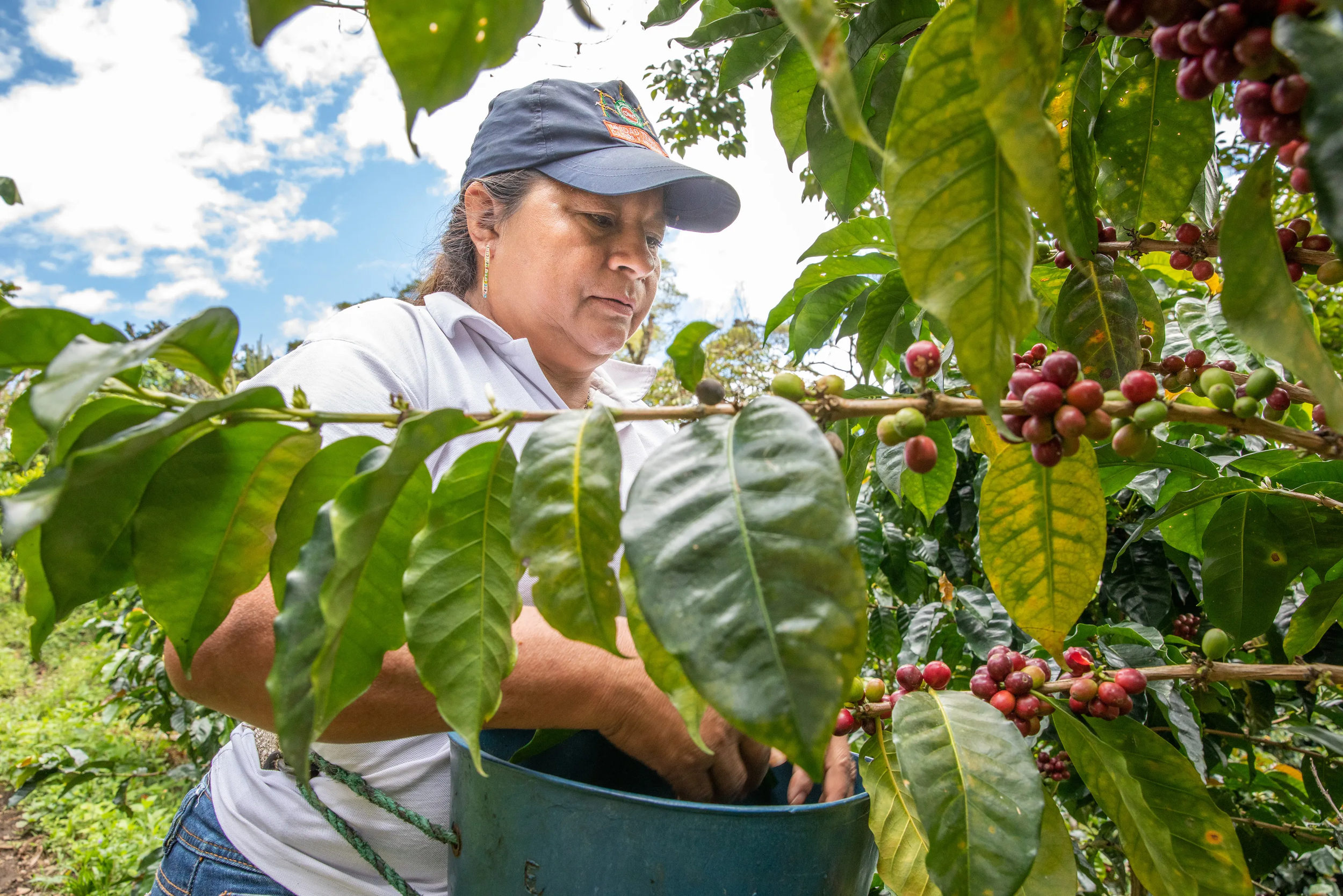 Pilot Launch | WËIA &amp; Heincke: Raising smallholder incomes through blockchain traceability