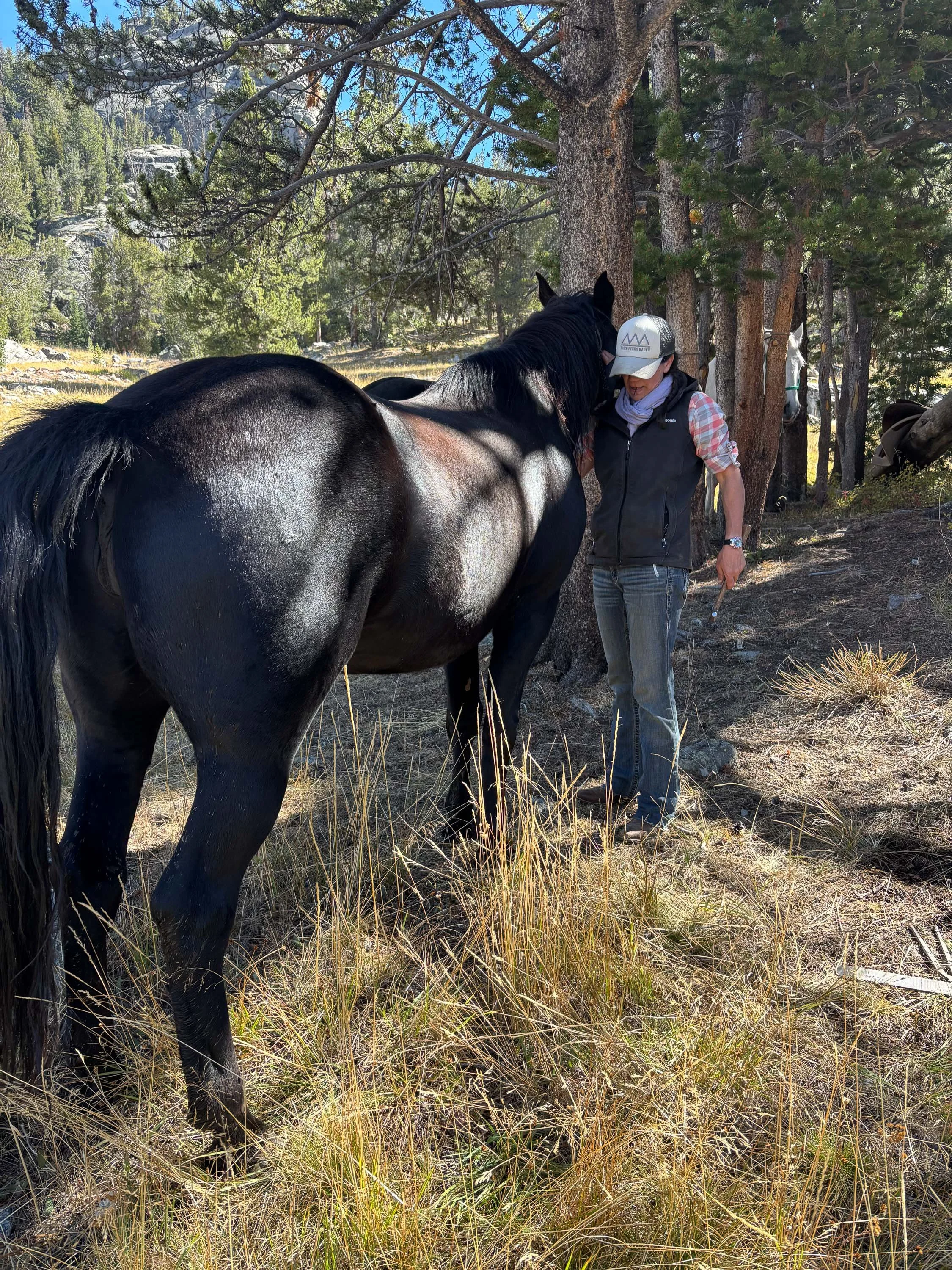 A person wearing a hat, scarf, vest, and jeans in a wooded area, interacting with a large black horse.