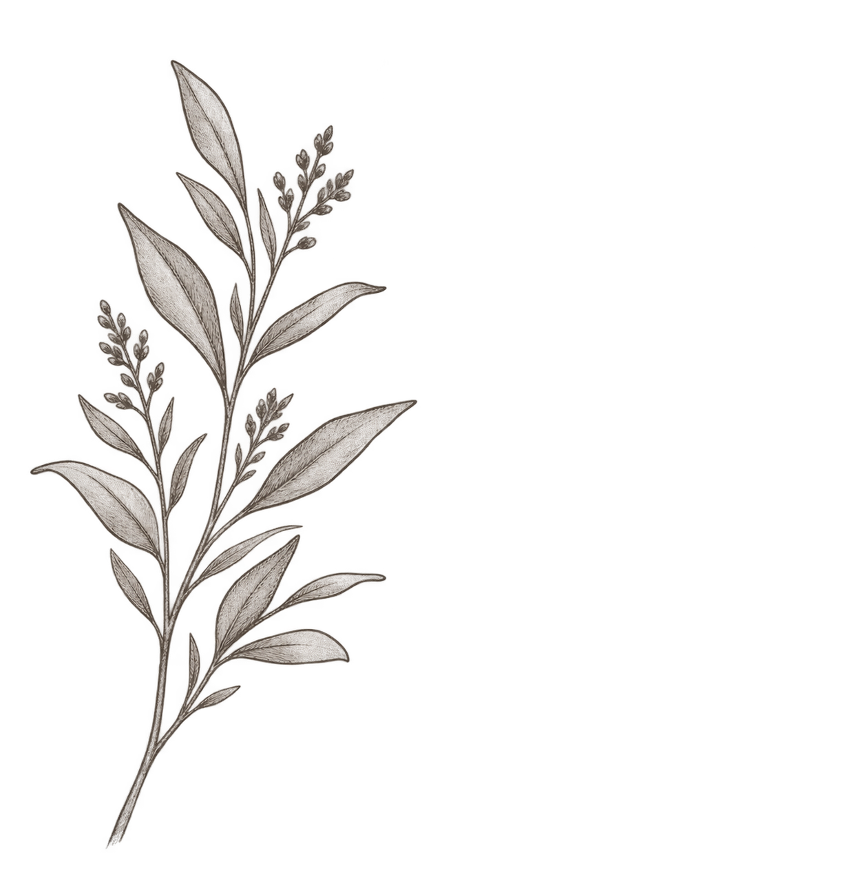 A drawing of a sprig with elongated leaves and small flowers, colored in shades of gray with some red accents.