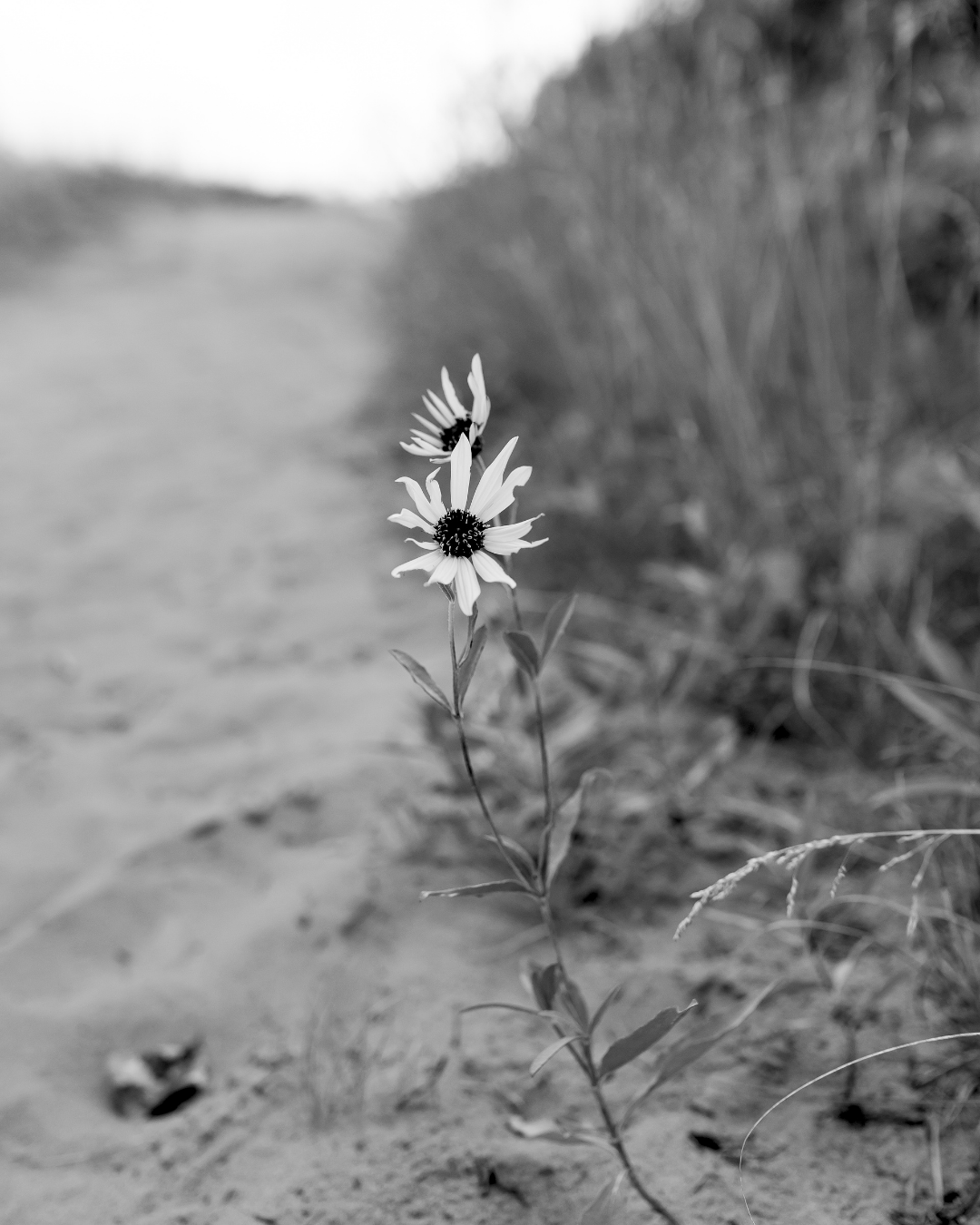 Black and white photo of a single wildflower with two blossoms growing in sandy terrain with grass and blurred background in Spruce Woods, Manitoba.