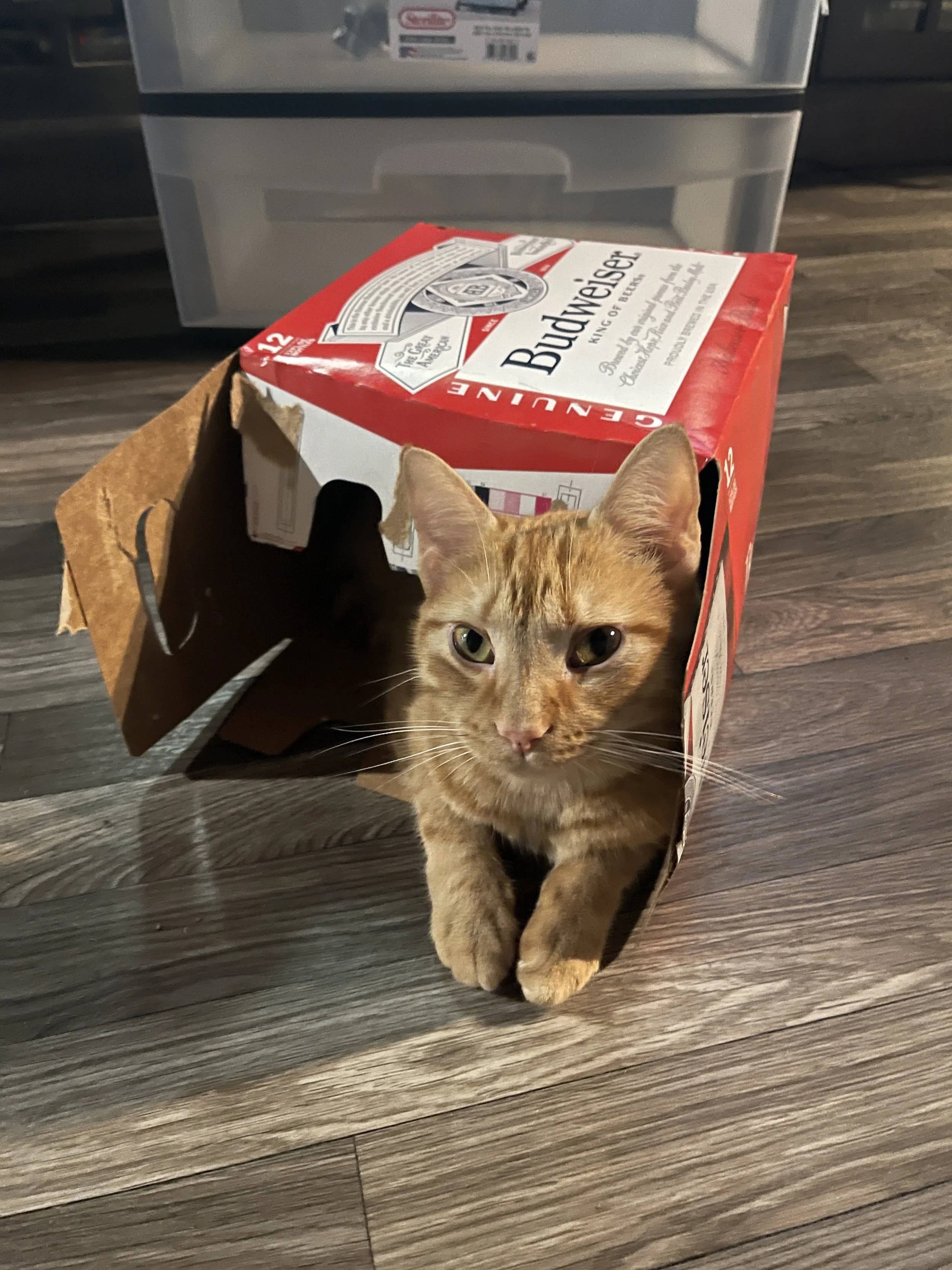A ginger cat lying inside an open cardboard box. The box is a Budweiser beer case with red and white colors. The cat is looking directly at the camera, and the photo is taken on a wooden floor.