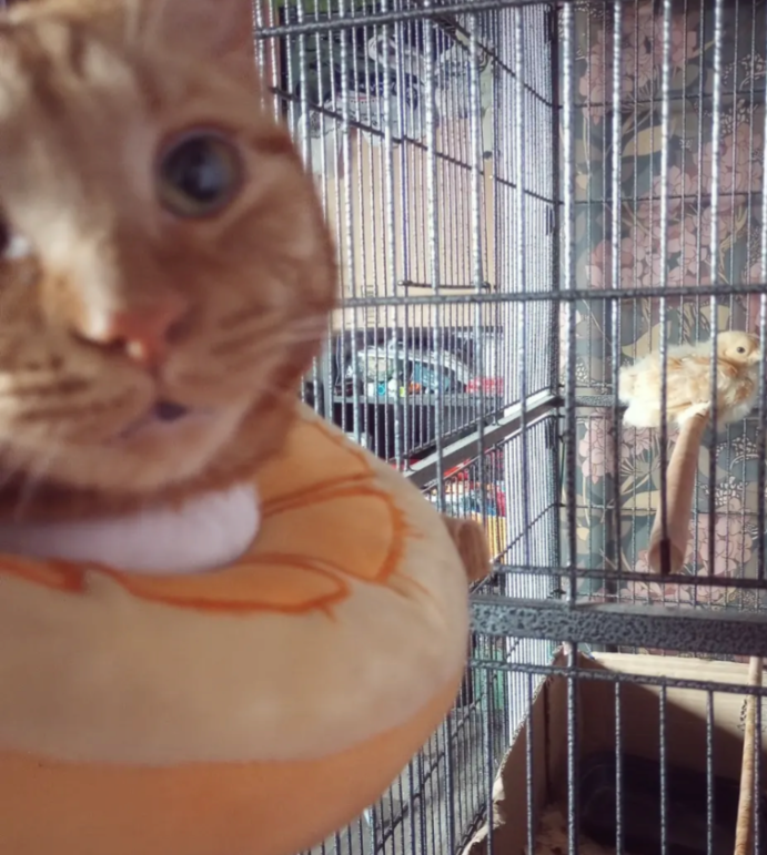 Close-up of an orange kitten with blue eyes resting on a pillow in front of a metal cage with another kitten inside, with a blurry background of a window and patterned curtains.