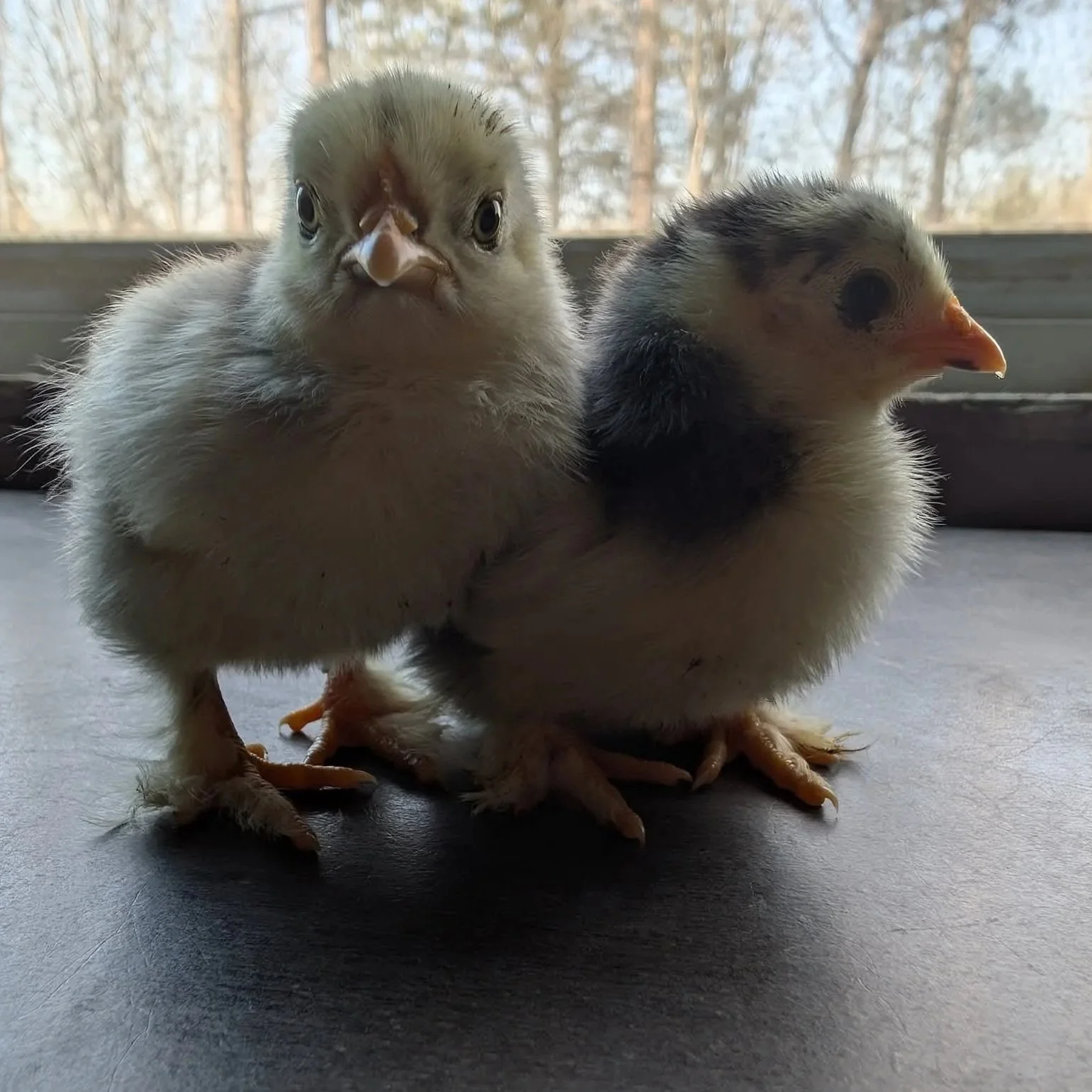 Two baby chicks with fluffy yellow and black feathers standing on a gray surface near a window, with blurred trees outside in the background.