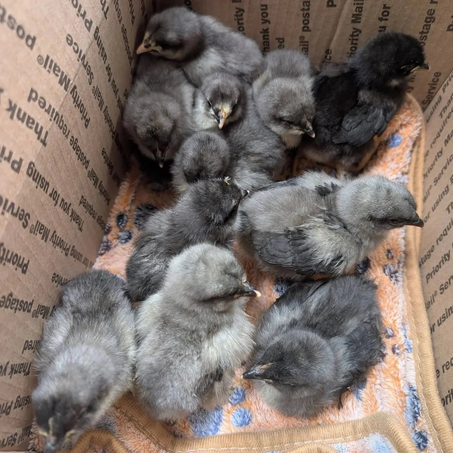 A group of baby chicks in a cardboard box with a bath towel and newspaper lining the bottom.