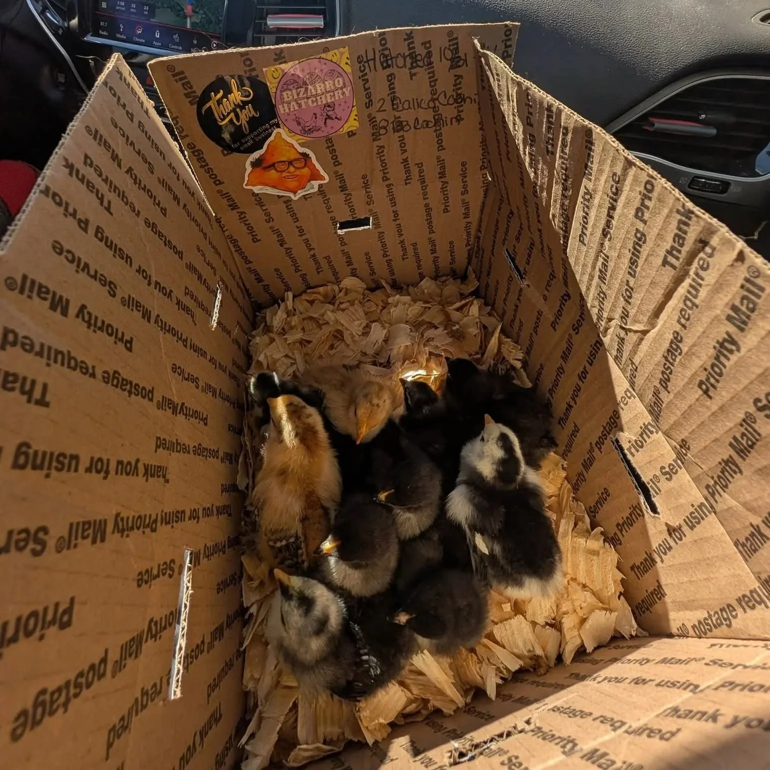 A cardboard box filled with small, fuzzy ducklings sitting on shredded paper, inside a vehicle.