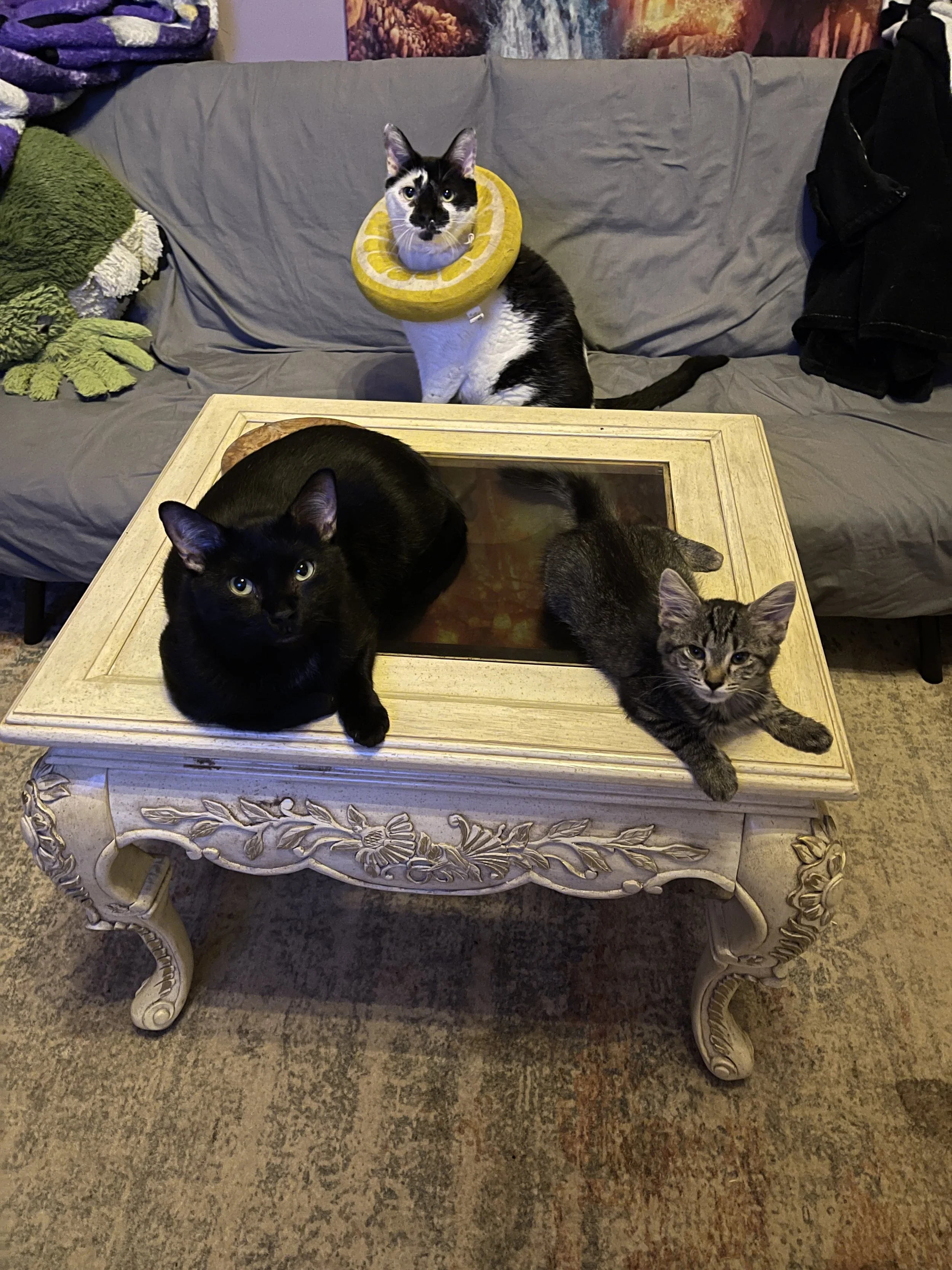 Three cats on a decorative cream-colored coffee table with floral carvings. Two cats are lying on the table, one black with yellow eyes and the other tabby. The third cat, a black and white one, is sitting on a sofa behind the table, wearing a yellow inflatable ring around its neck.