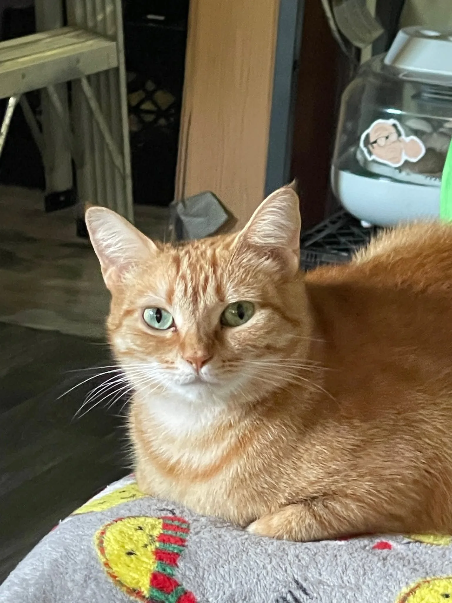 Close-up of an orange tabby cat with green eyes lying on a colorful cloth, with a cluttered background including a plastic container with a sticker of a person wearing glasses.