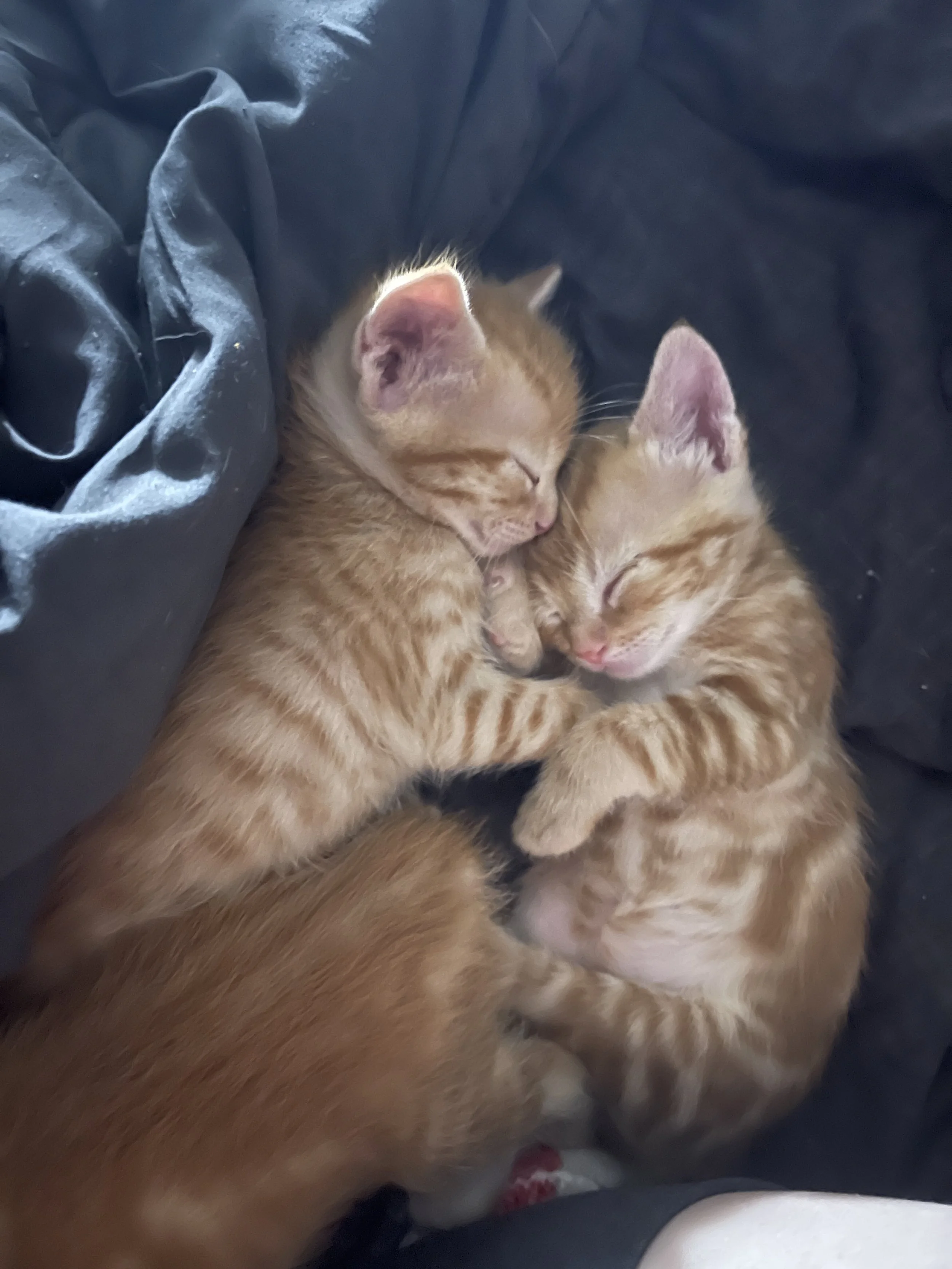Two orange tabby kittens sleeping closely together on a black fabric surface.
