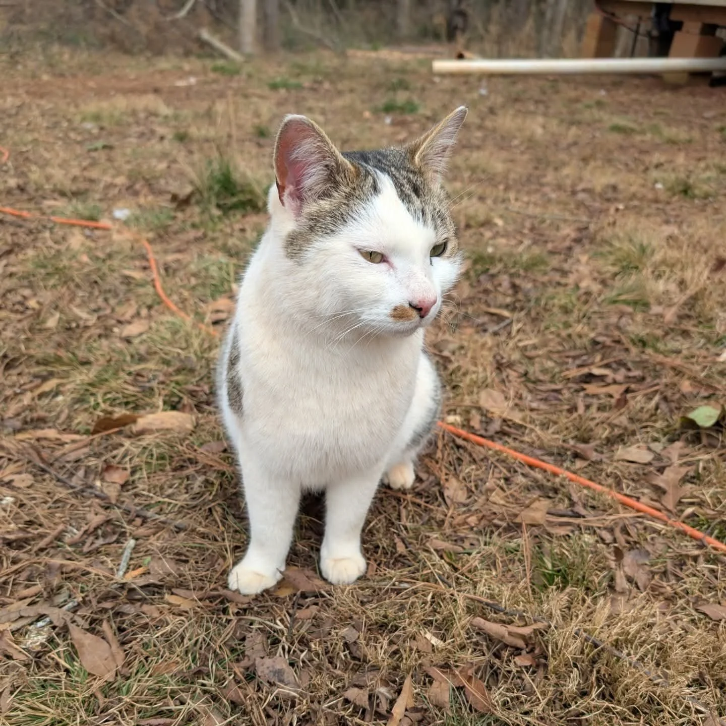 A white cat with tabby markings on its head and back, sitting outside on dried leaves and grass, looking slightly to the side with a relaxed expression.