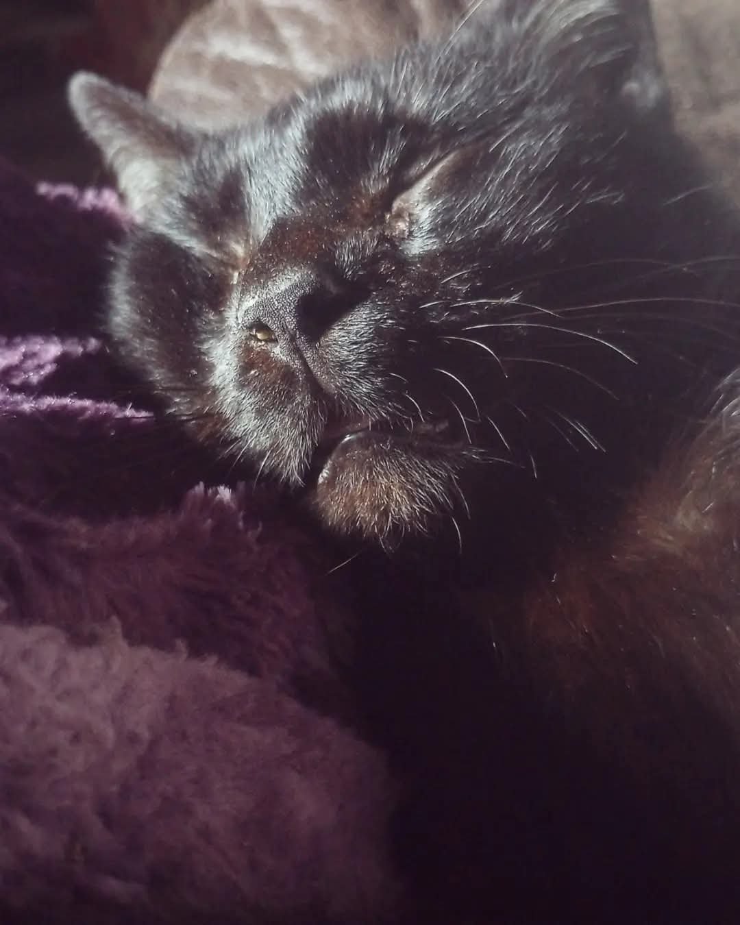 Close-up of a black cat sleeping peacefully, resting its head on a soft, purple blanket.