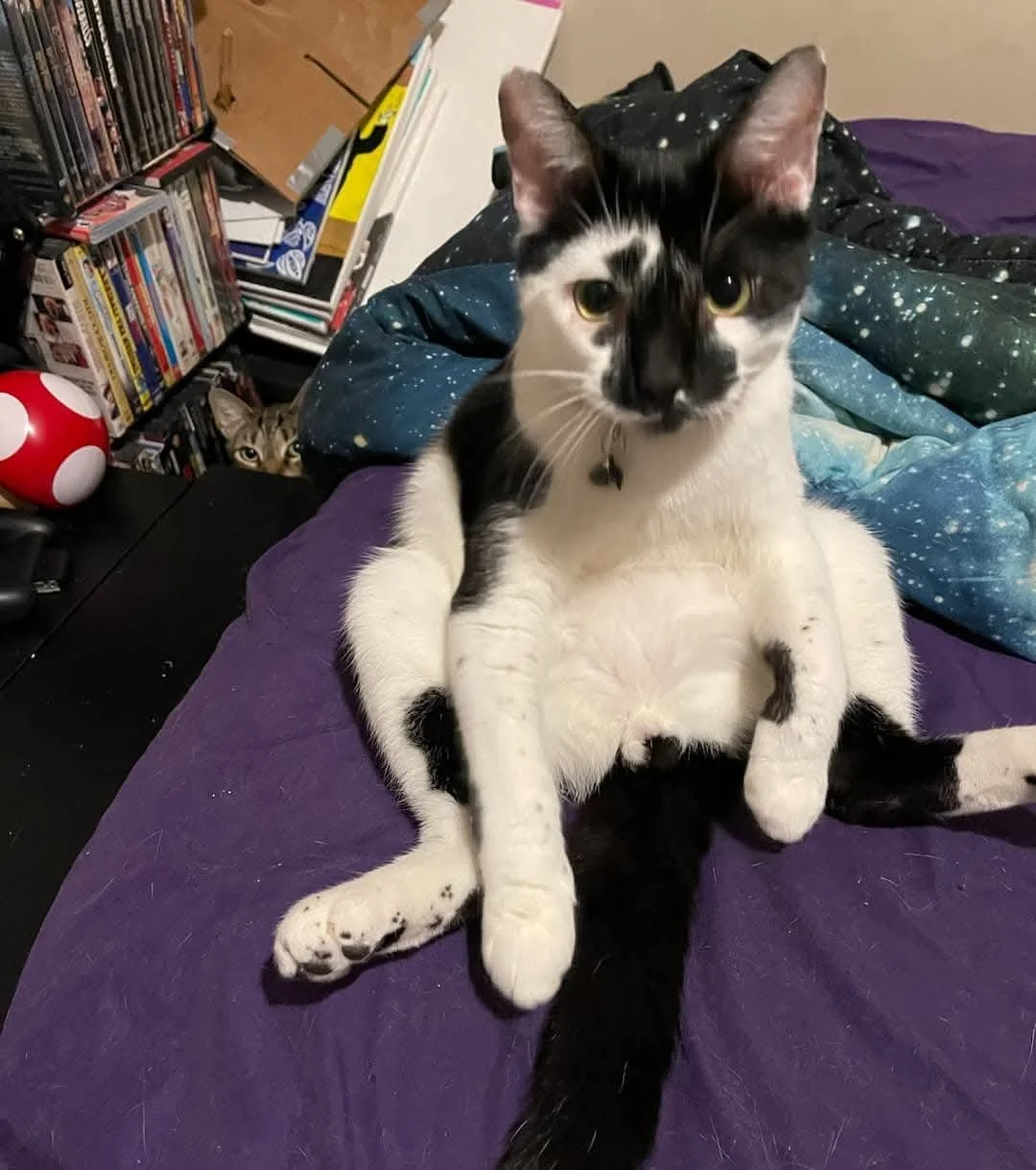 A black and white cat sitting on a bed with a purple bedspread, looking at the camera. Behind the cat, there is another cat peeking out from behind a blanket, and a desk with DVDs and books.