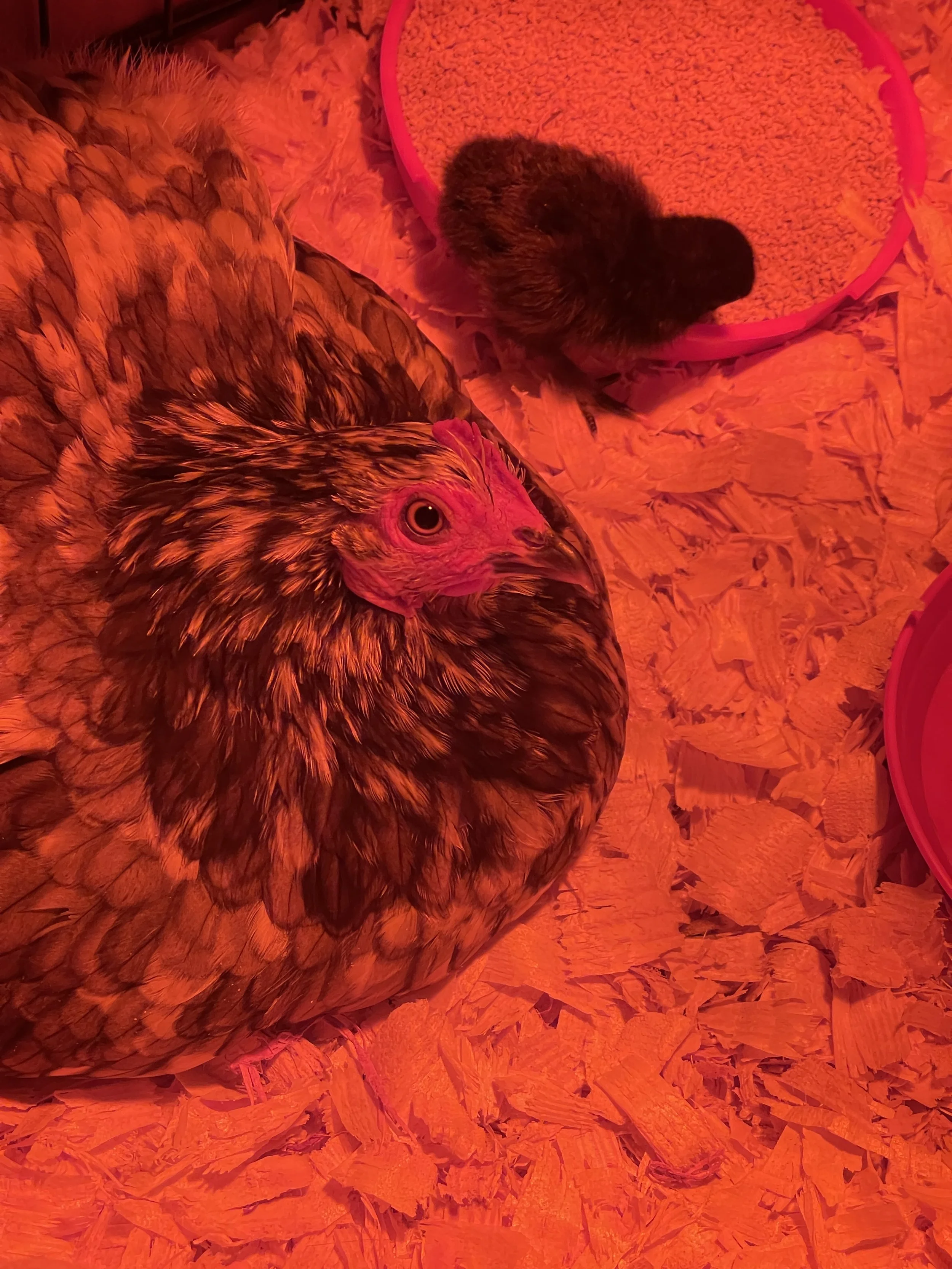 Close-up of a chicken and chick resting on wood shavings; the chicken has dark feathers with some reddish-brown, and the chick is black. Both are underneath red heat lamp light.