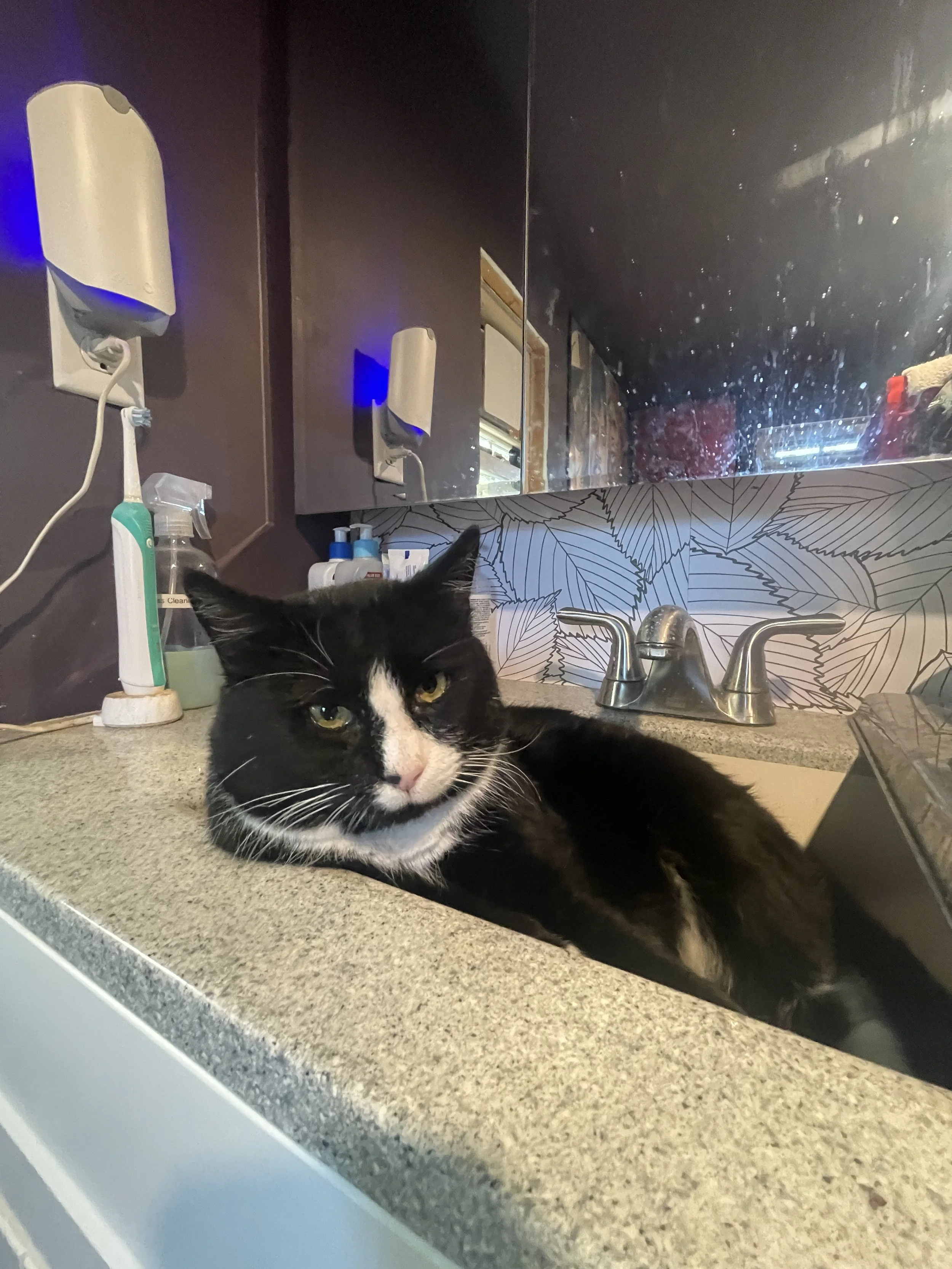 A black and white cat lying on a kitchen countertop with a sink, soap bottles, and a mirror reflecting the room.