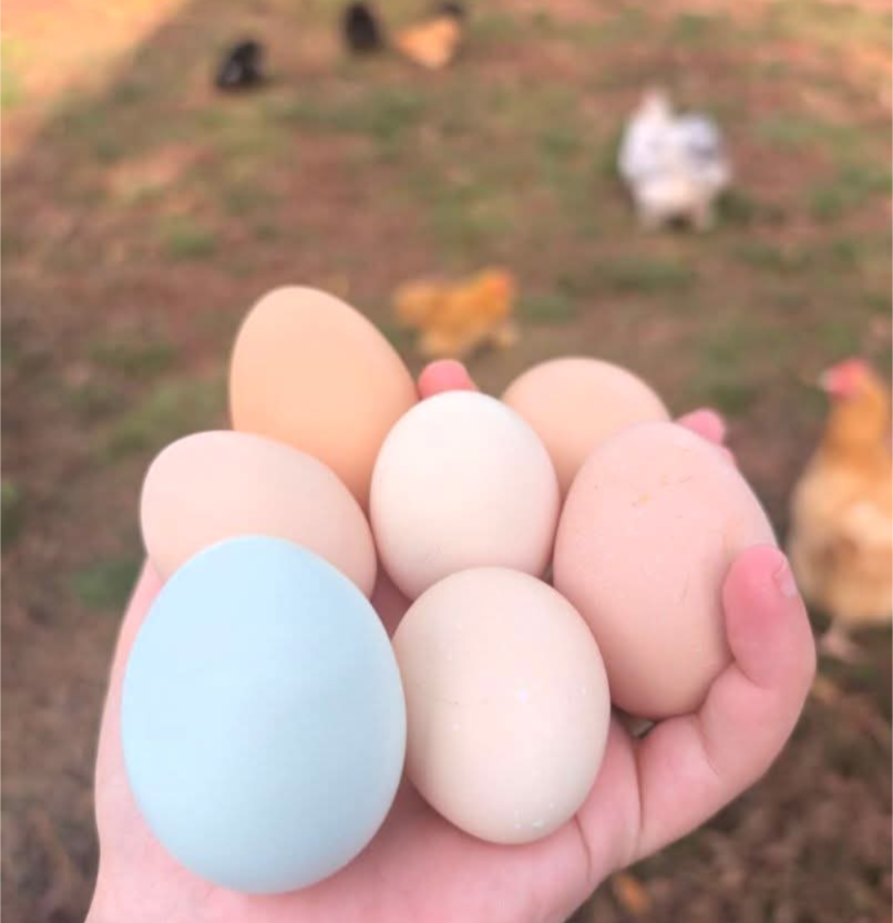A hand holding several eggs, including a blue one, with chickens in the background.