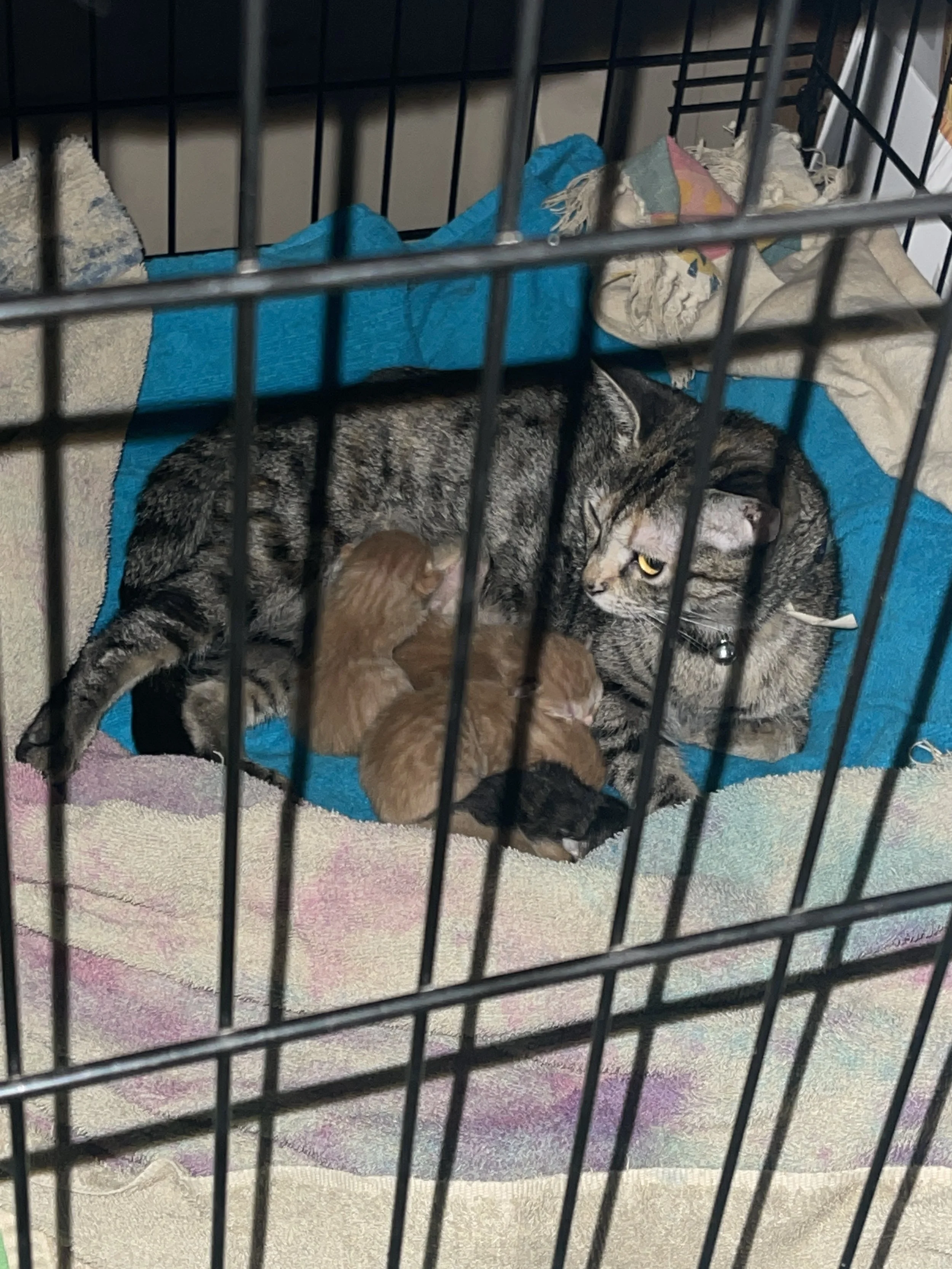 A tabby cat lying on a multicolored blanket in a pet cage, with two small orange kittens on top of the cat.