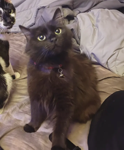 A black fluffy cat with yellow eyes sitting on a bed, wearing a red collar with a bell, accompanied by a white and black cat in the background.