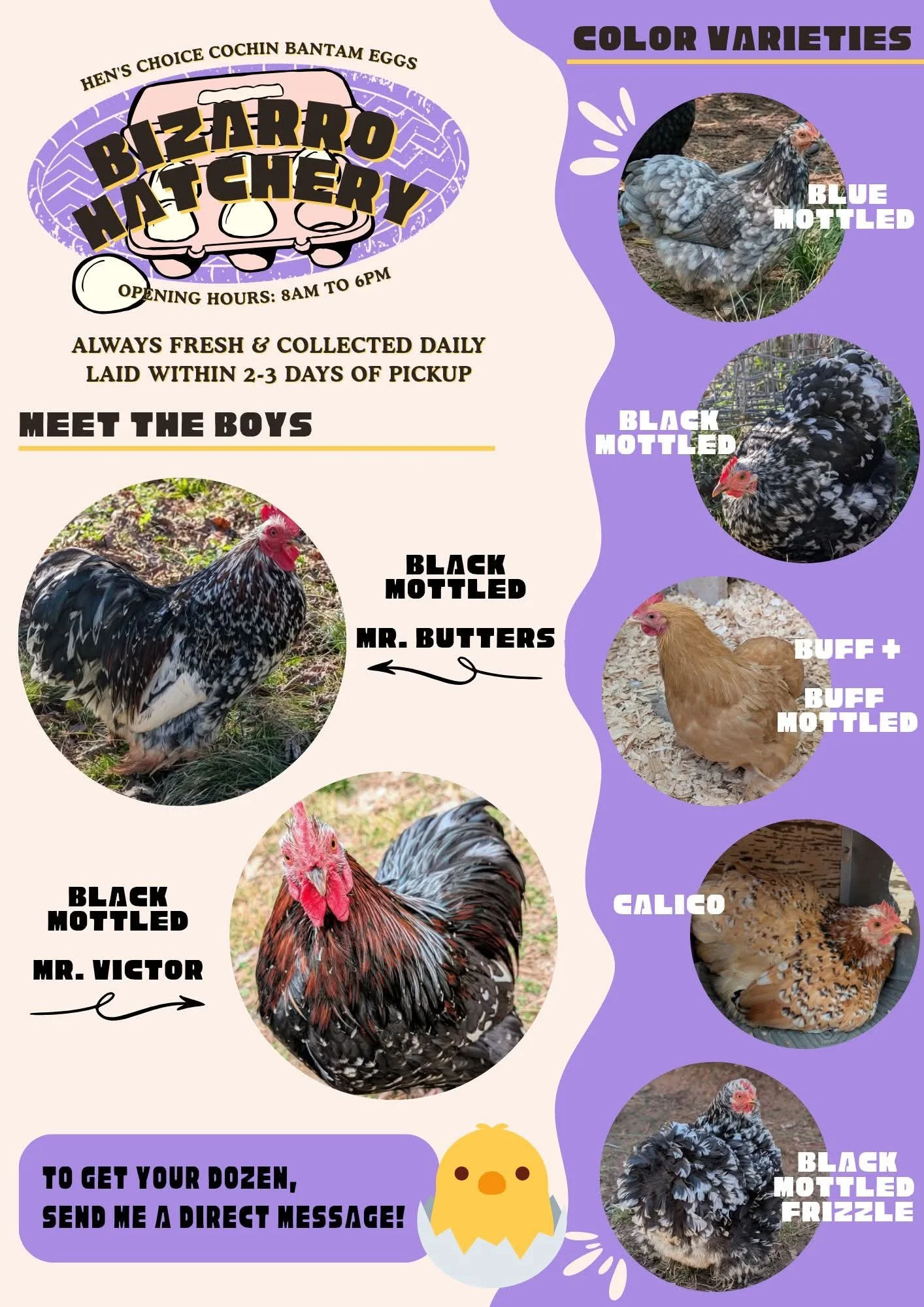 A flyer for a chicken eggs business called Bizarre Hatchery featuring different varieties of hens with images and labels, including blue mottled, black mottled, buff and buff mottled chickens, and a calico chicken. The flyer states the business hours as 8 am to 6 pm, the eggs are always fresh and collected daily, and laid within 2-3 days of pickup. It invites viewers to get their dozen eggs by sending a direct message, illustrated with a cartoon chick.