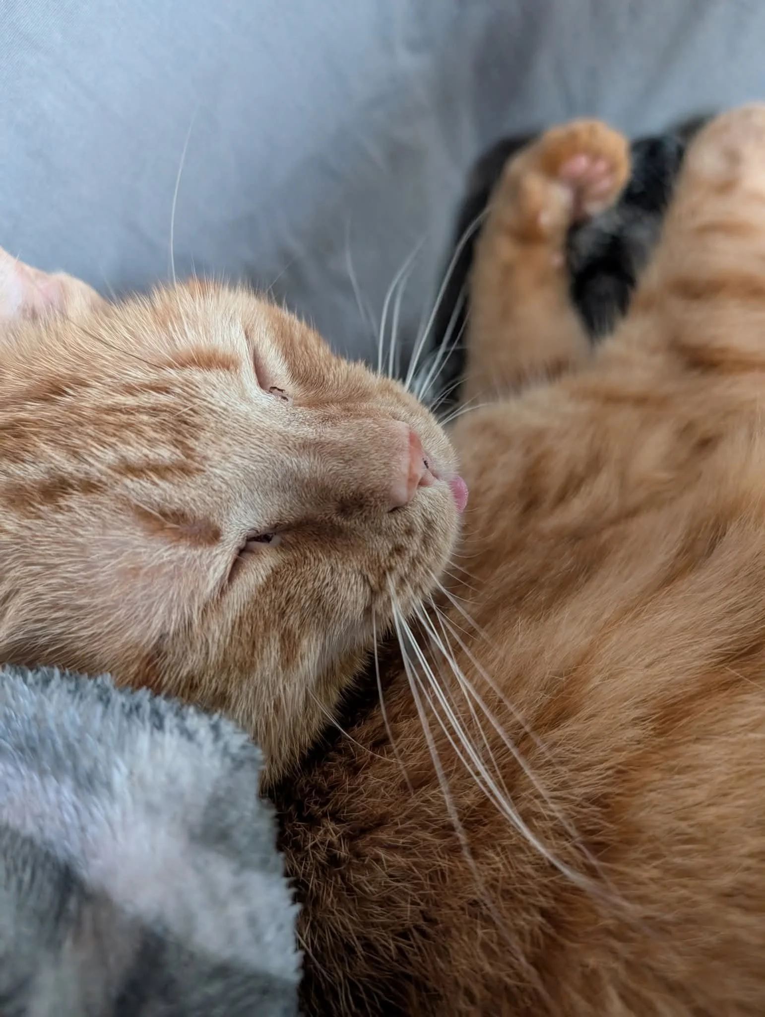 Close-up of two sleeping cats, one orange tabby and one gray with black markings, cuddling together.