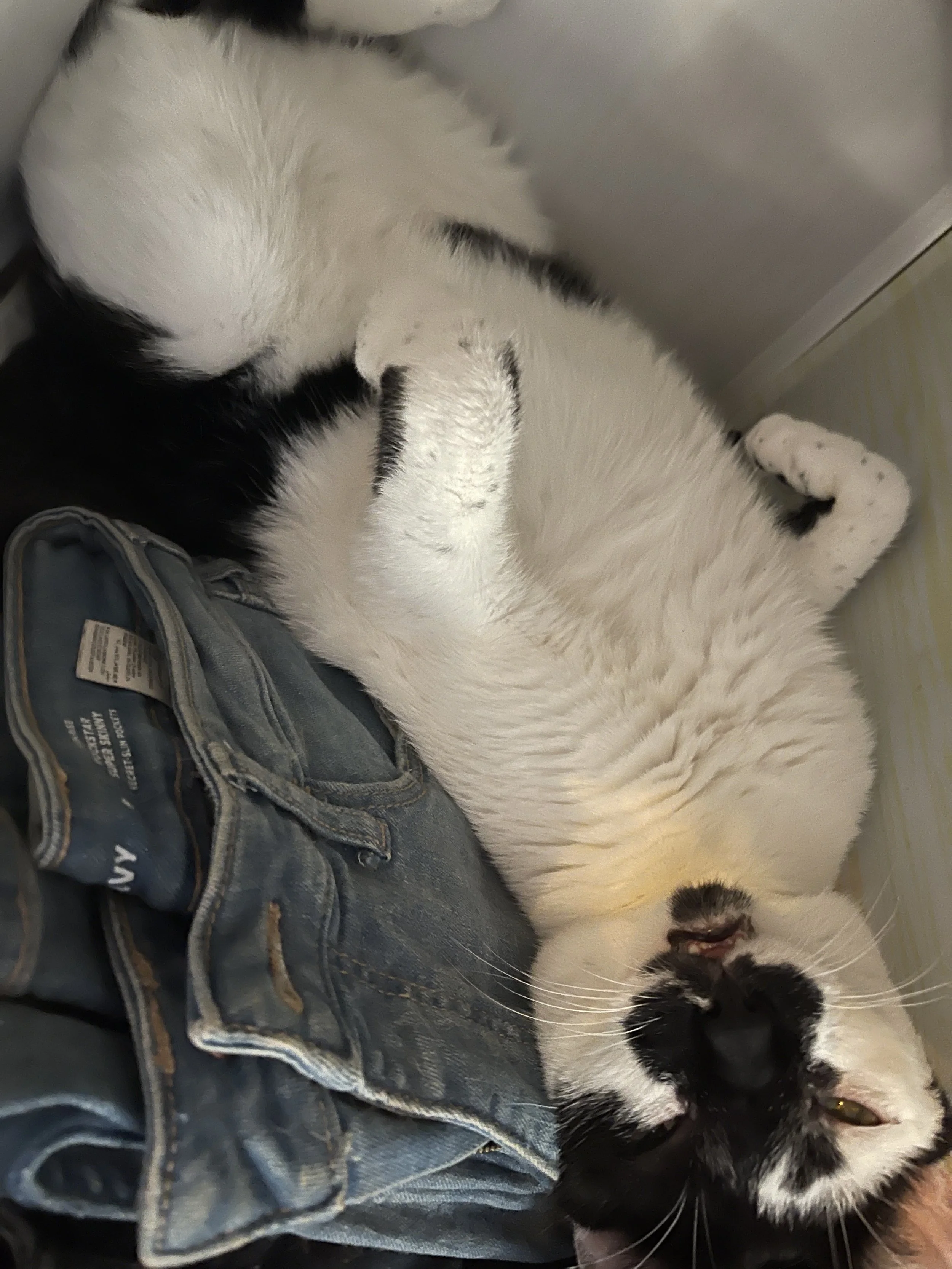 A black and white cat lying on denim clothing, with its head resting on a person's leg, showing green eyes and black markings on its face.