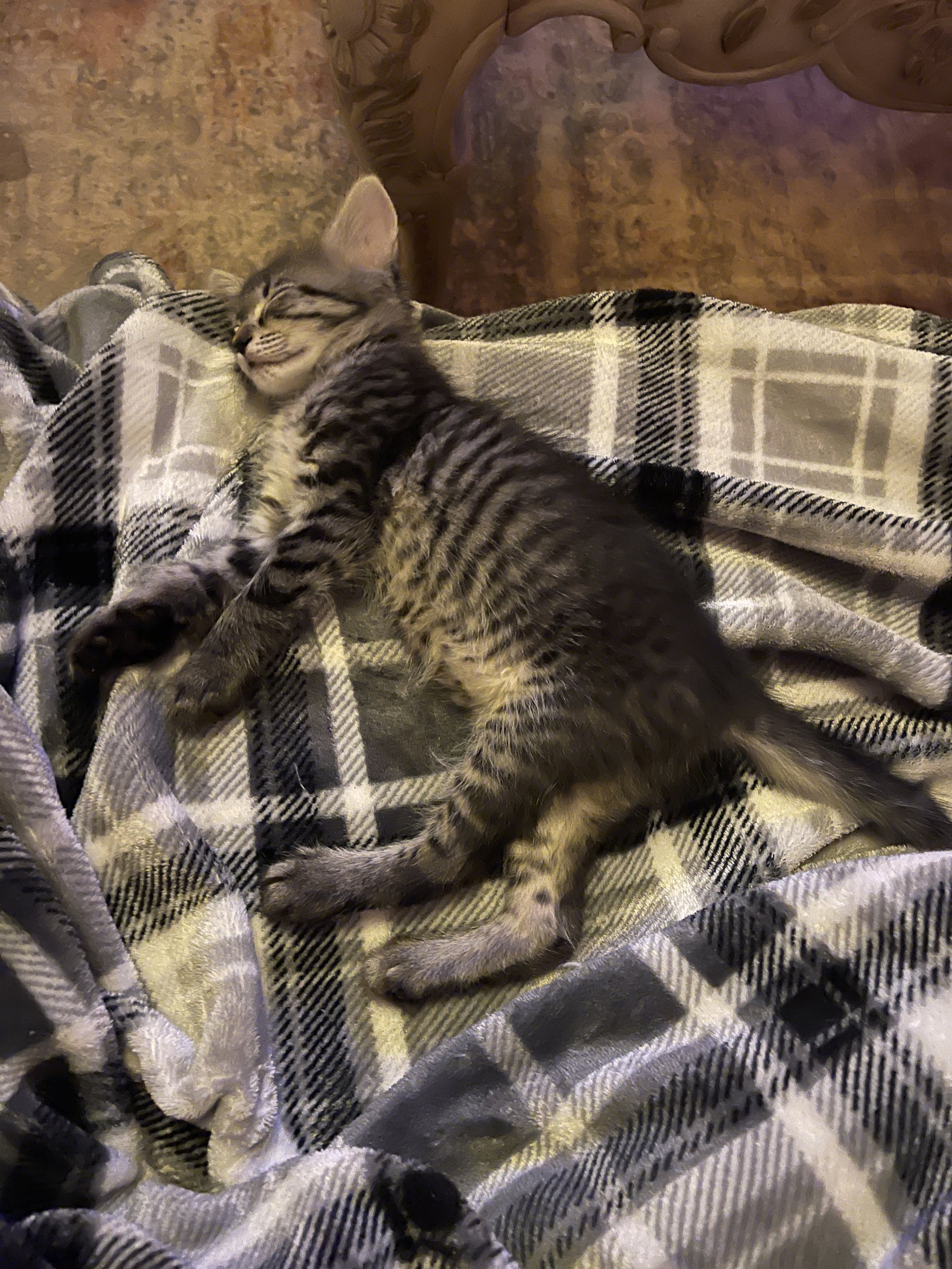 A young gray tabby kitten with dark stripes sleeping peacefully on a black and white plaid blanket, with a wooden piece of furniture in the background.