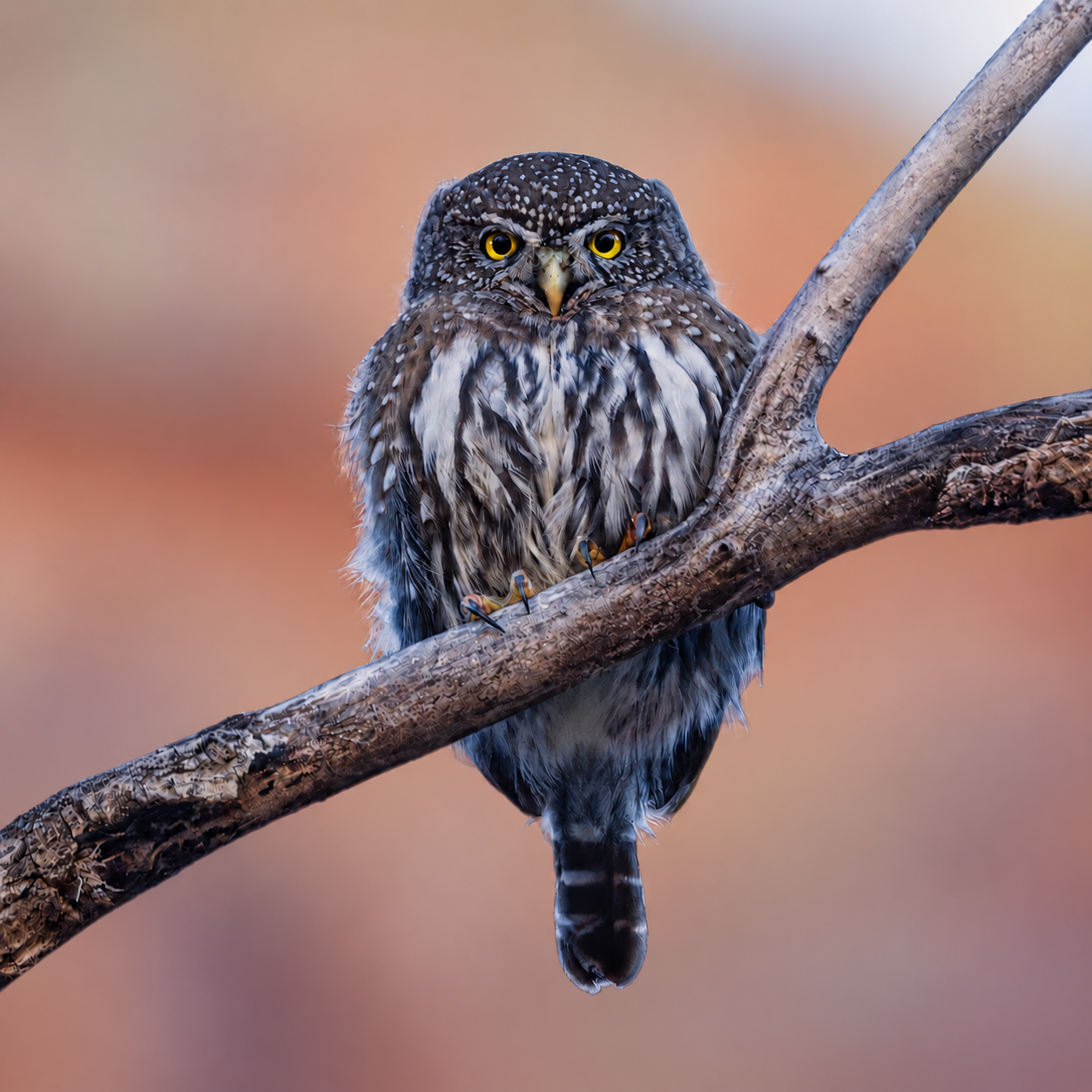 Northern Pygmy Owl