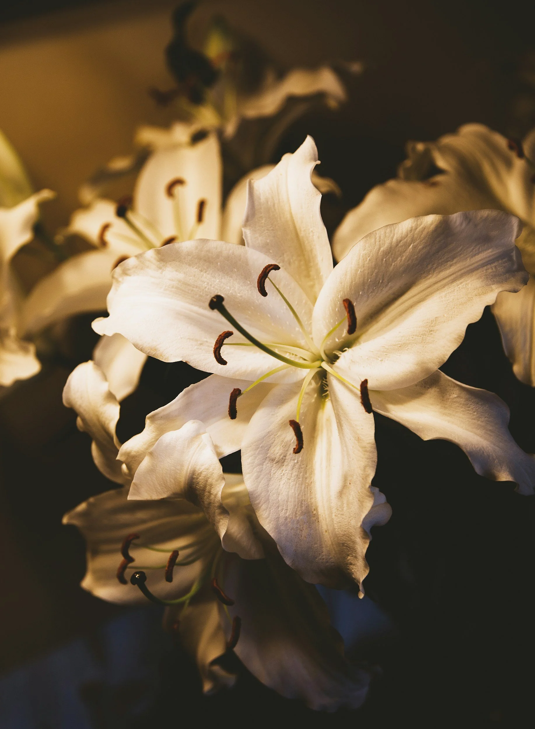 Close-up of a white lily flower with dark stamens, set against a dark background.