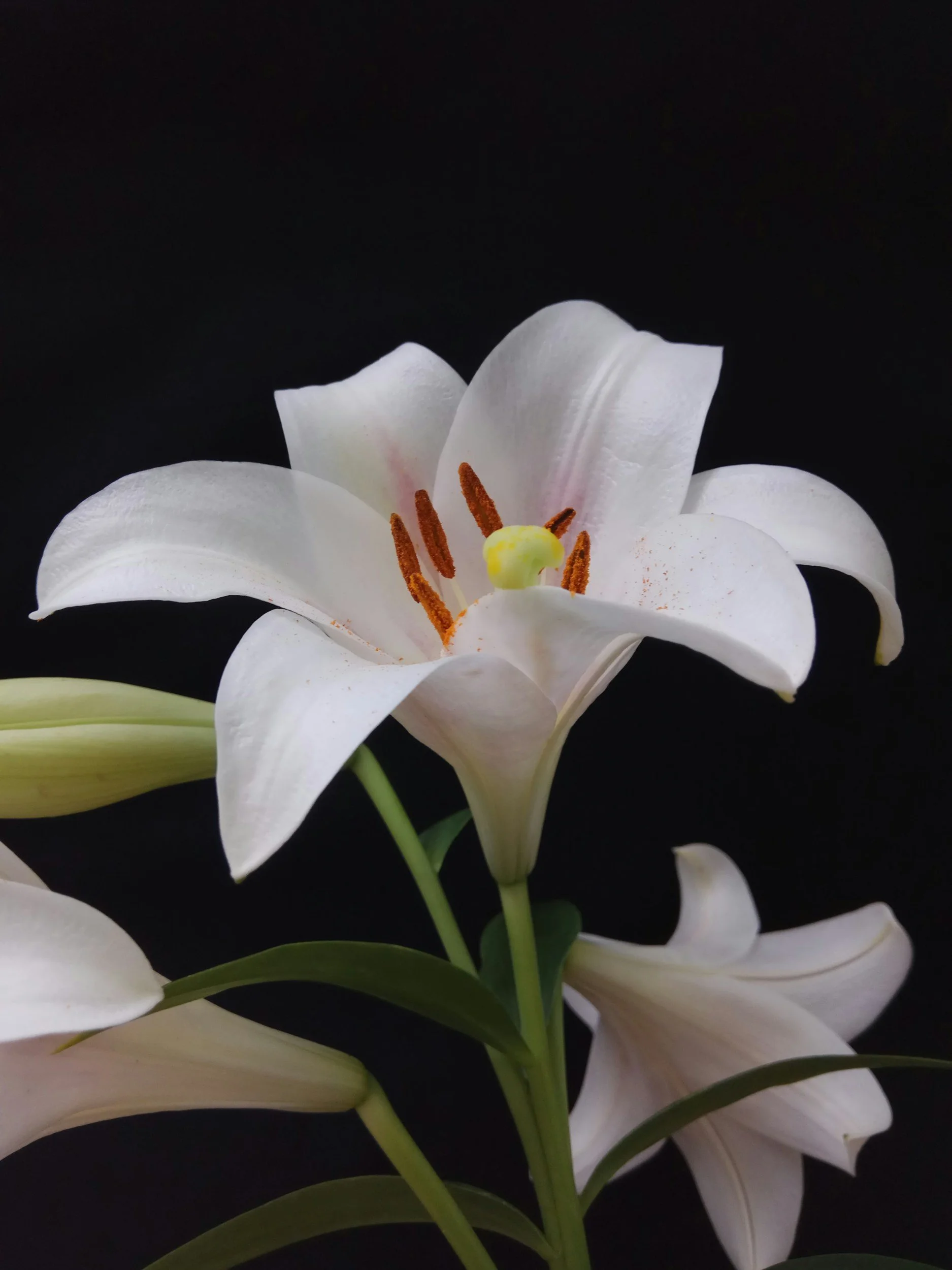 Close-up of a white lily flower against a black background, showing the petals, stamens, and pistil.