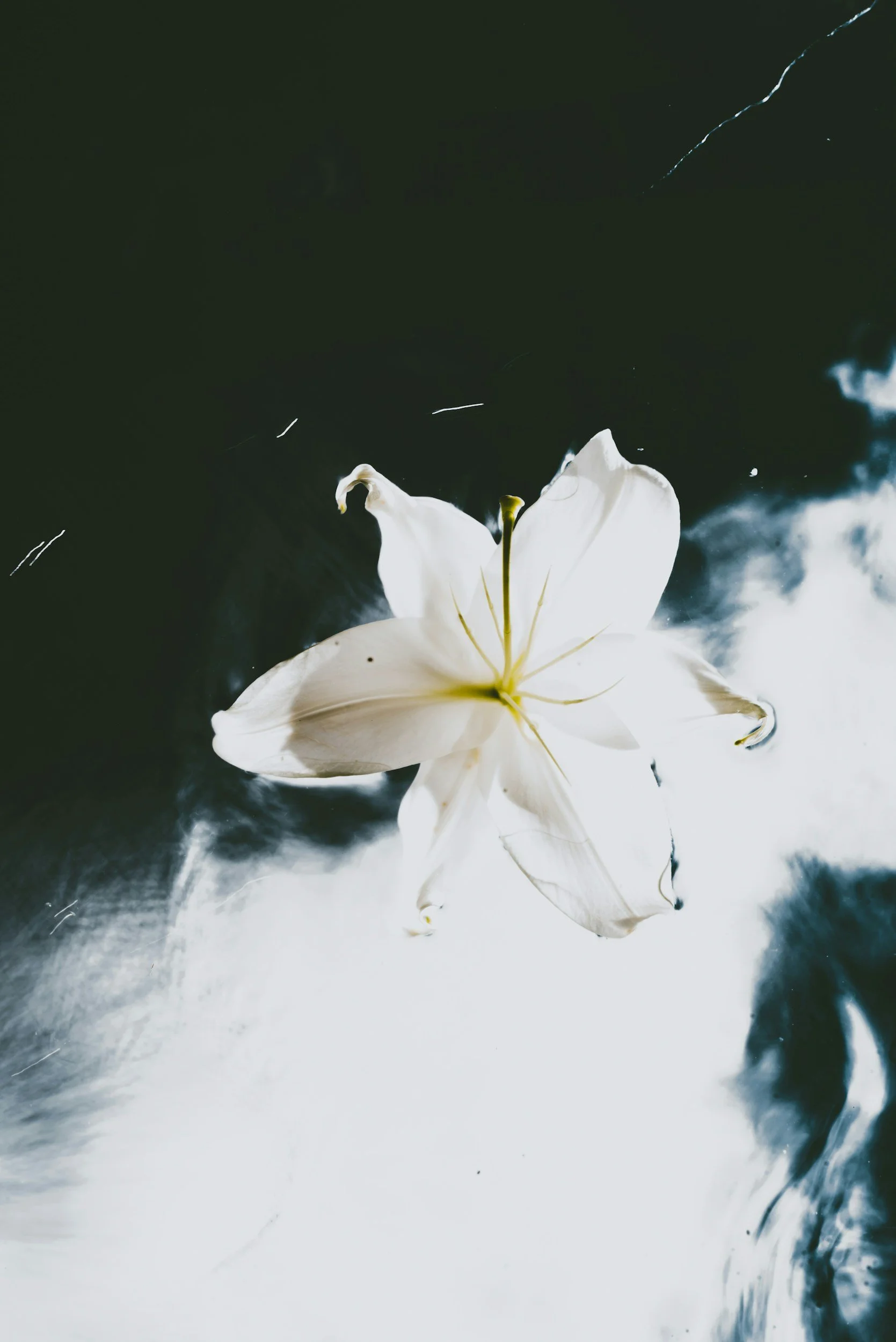 A white flower floating on dark water with reflections and ripples.