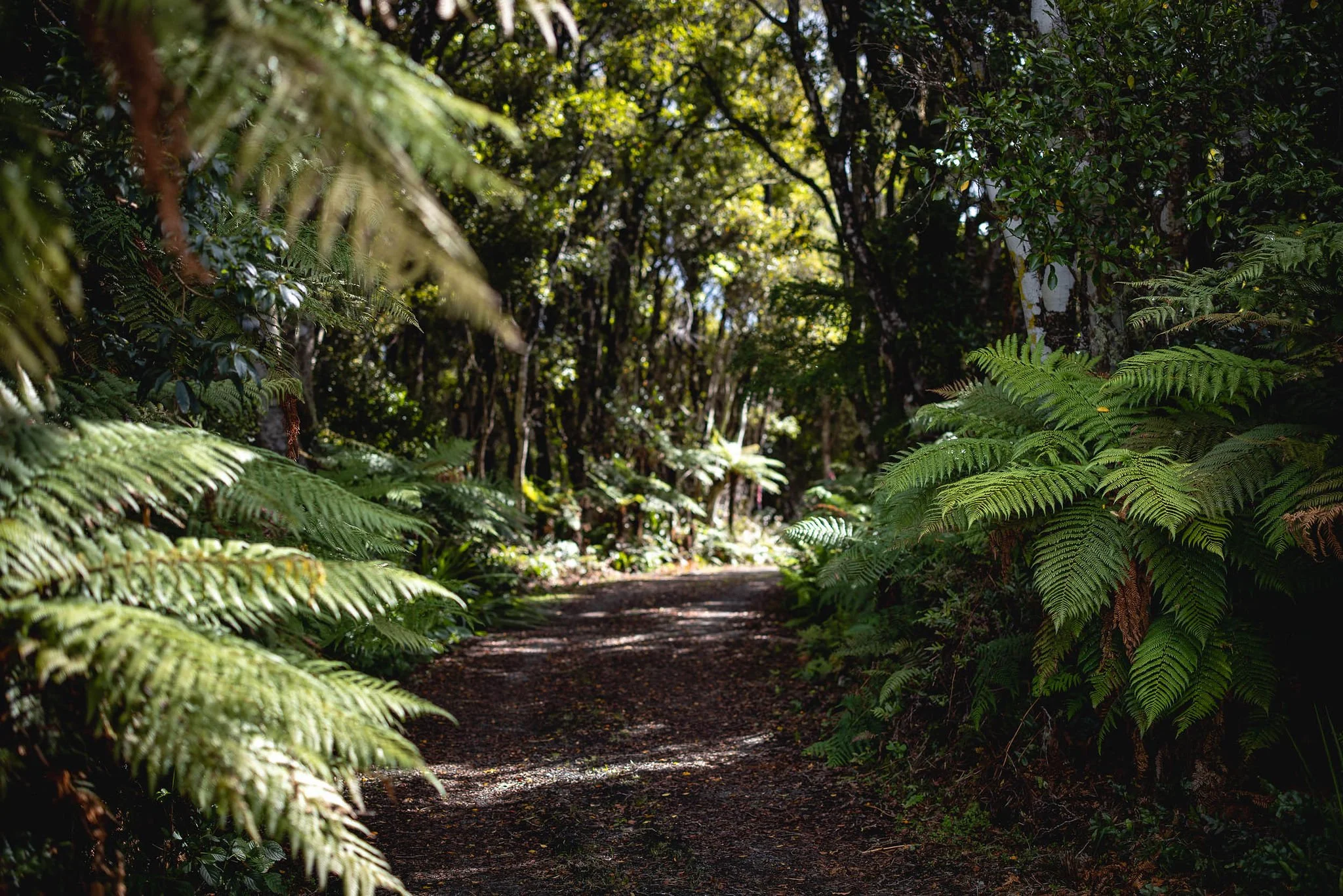 Forest.jpg