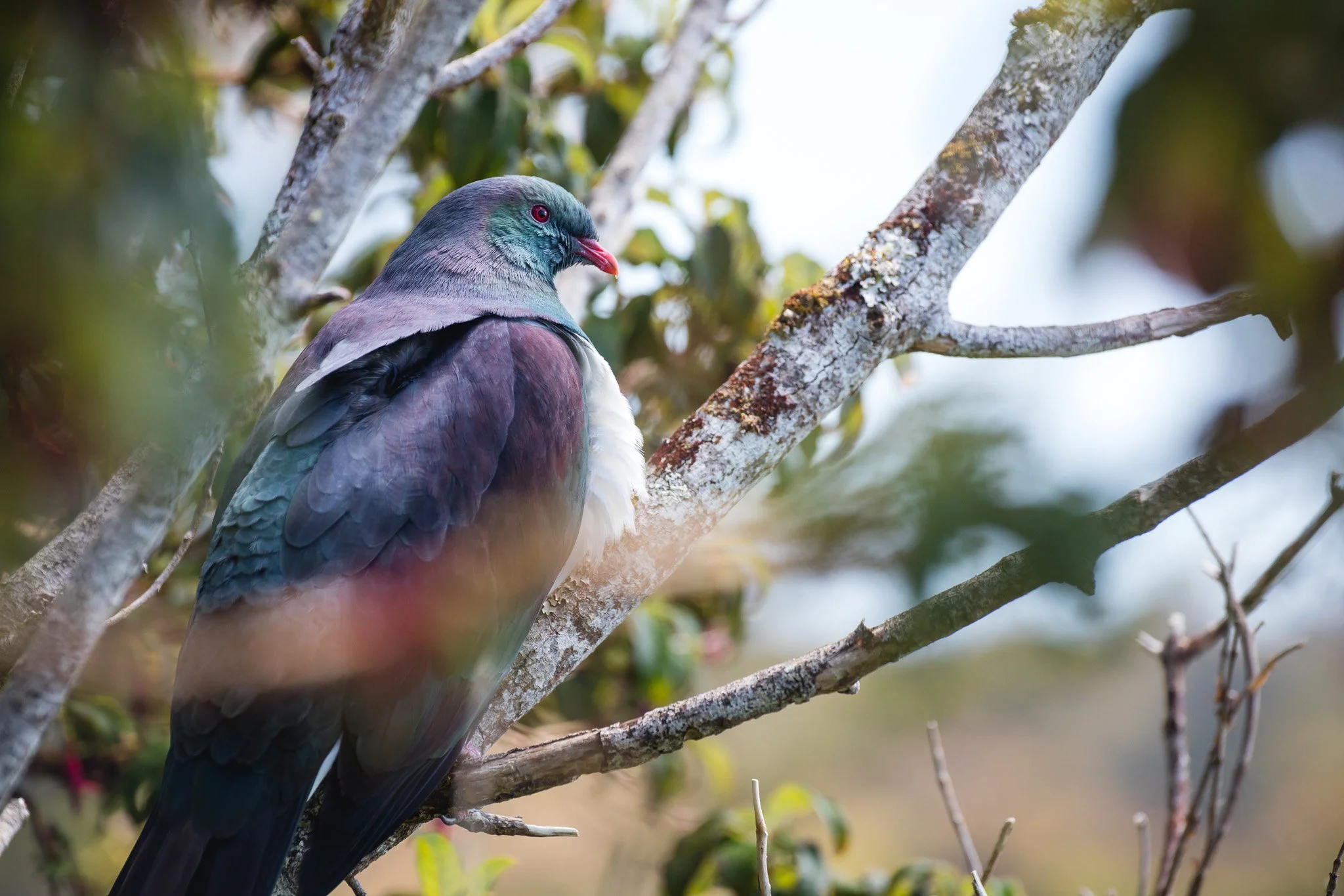 Pigeon.jpg