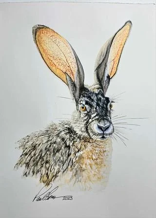 A watercolor illustration of a hare with large ears, detailed fur, and a curious expression, signed by the artist in 2023.