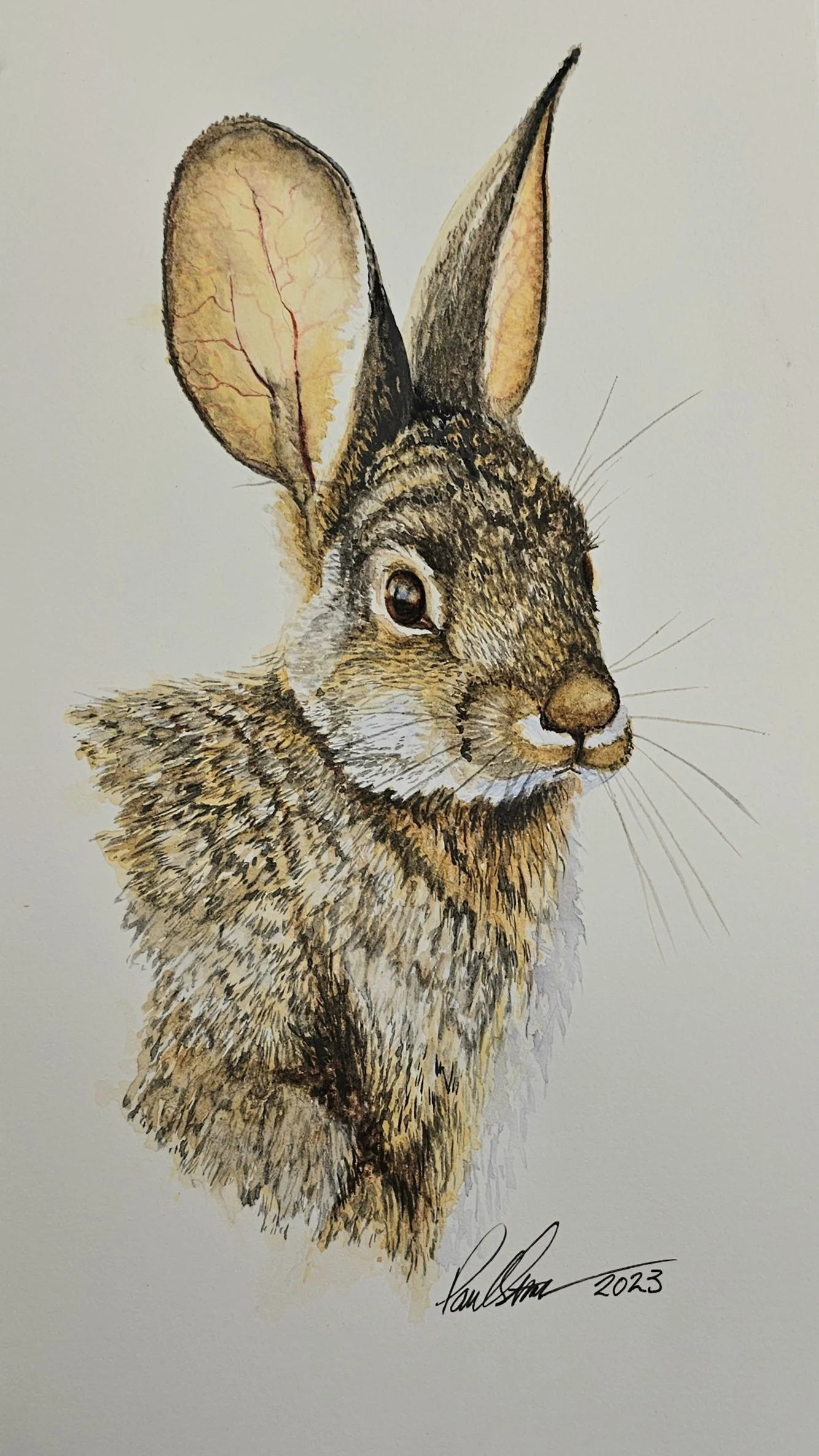 A realistic watercolor painting of a rabbit with large ears, detailed fur, and expressive eyes, signed by the artist with the date 2023.