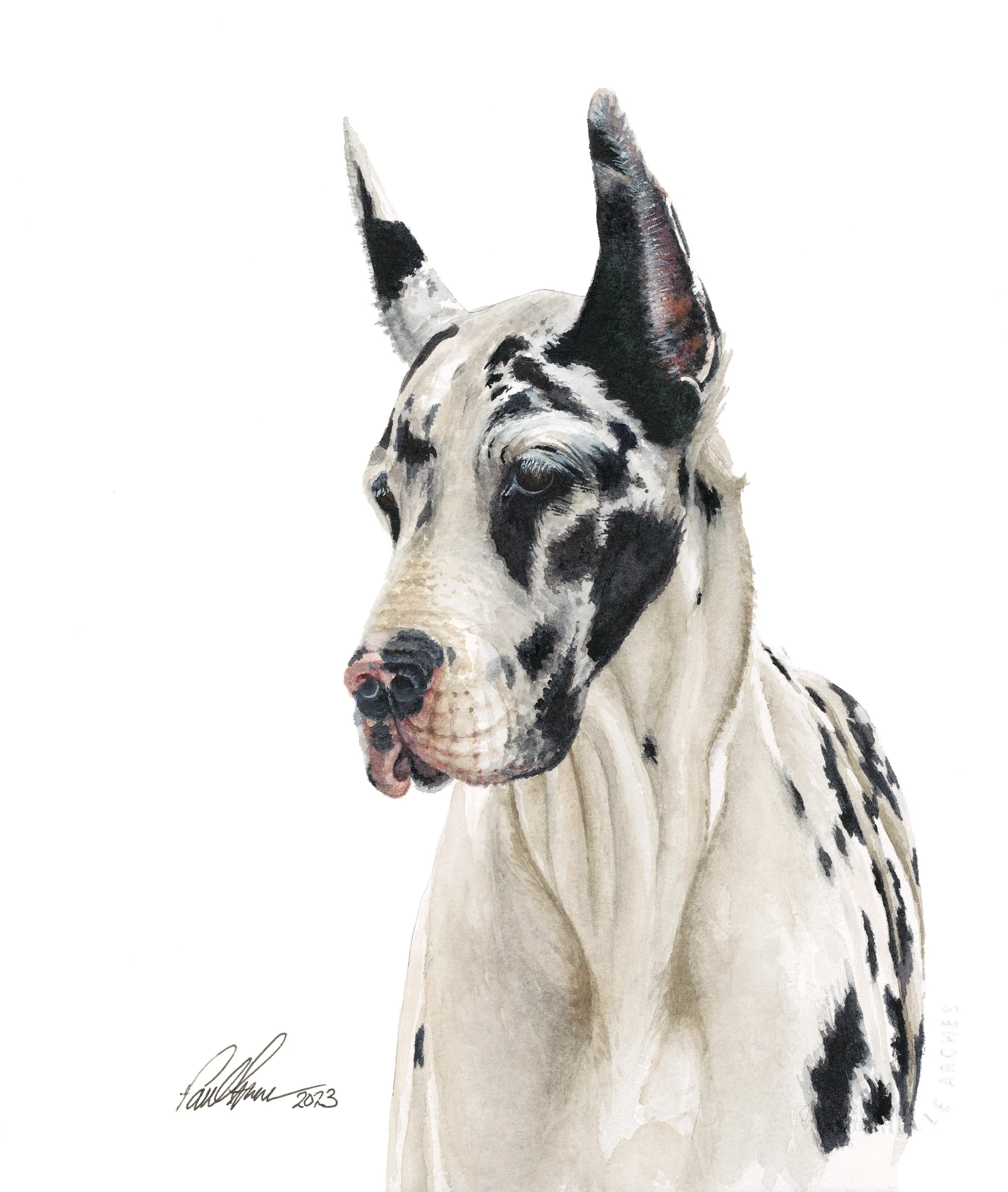 A watercolor painting of a dog, possibly a Great Dane, with black and white markings, looking forward with ears erect.
