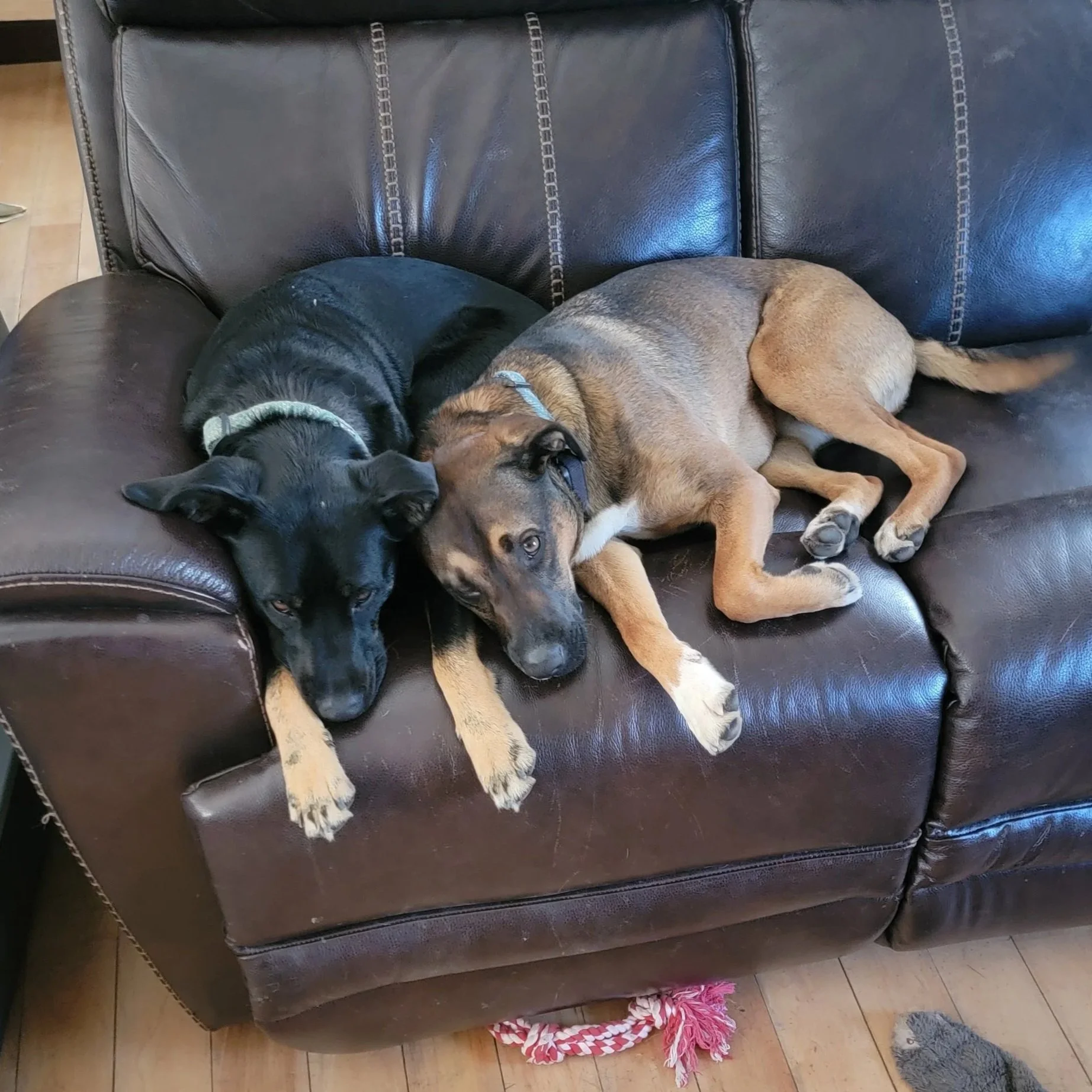 Pearl and Louie