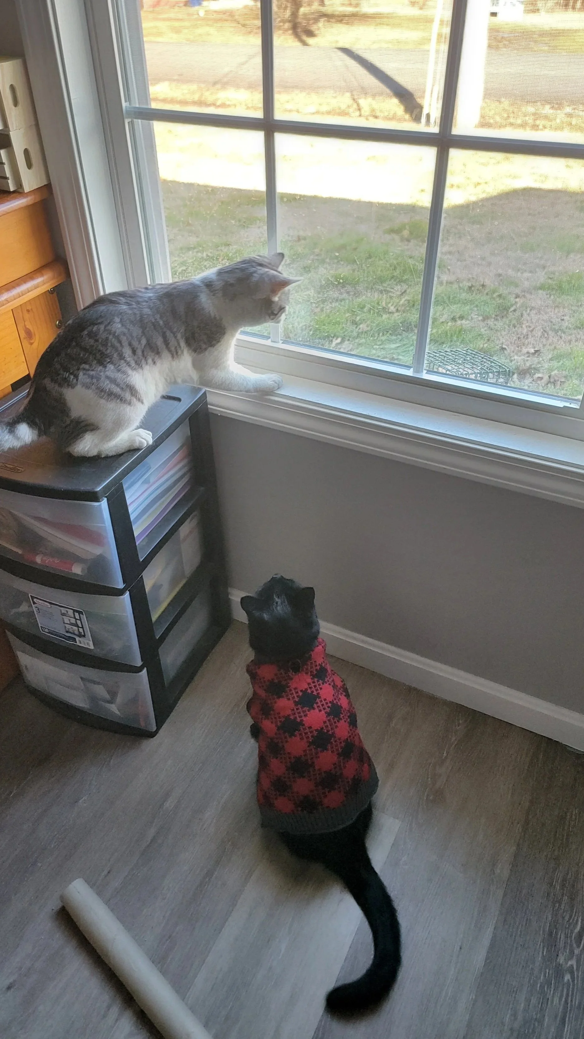 Goose and Junior