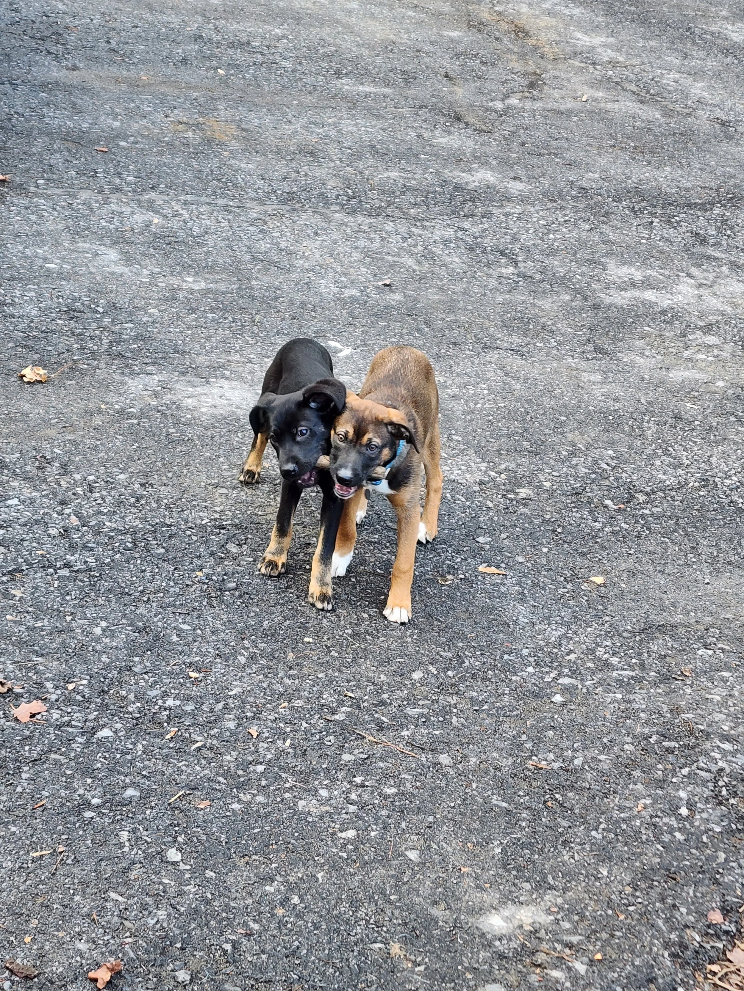 Pearl and Louie