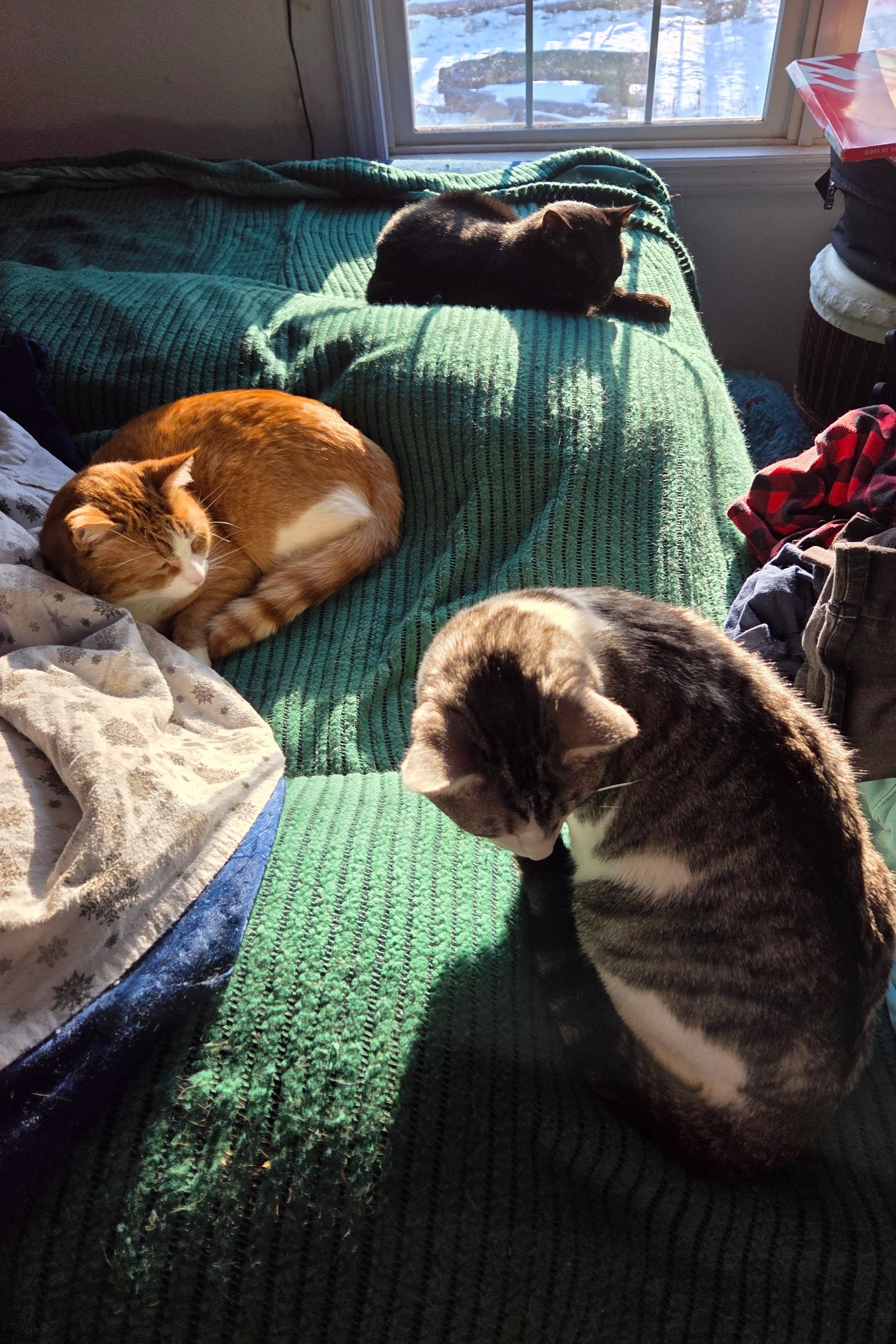 Junior, Mr. O'Malley, and Goose