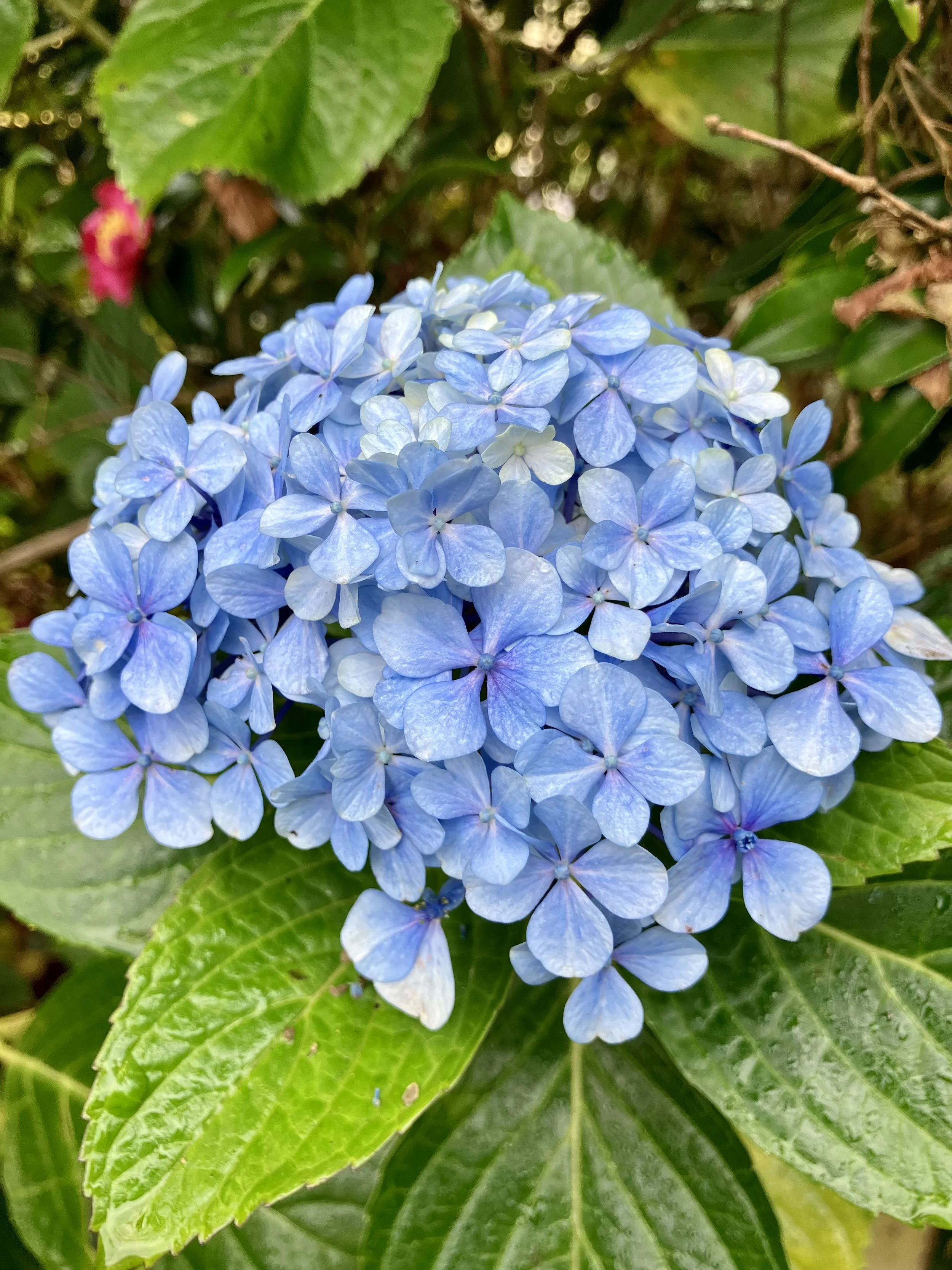 IMG_0981.jpeg