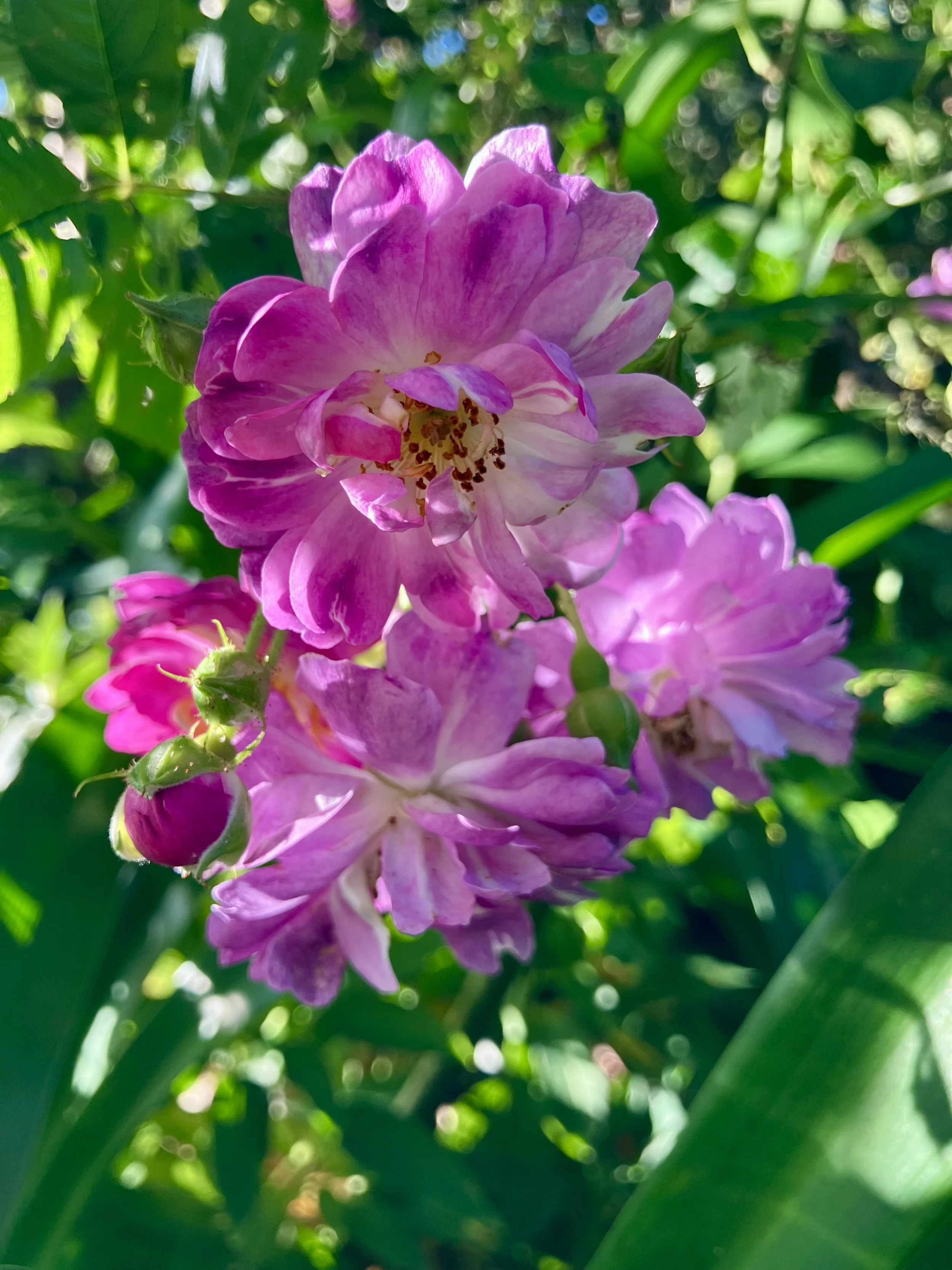 IMG_9689.jpeg