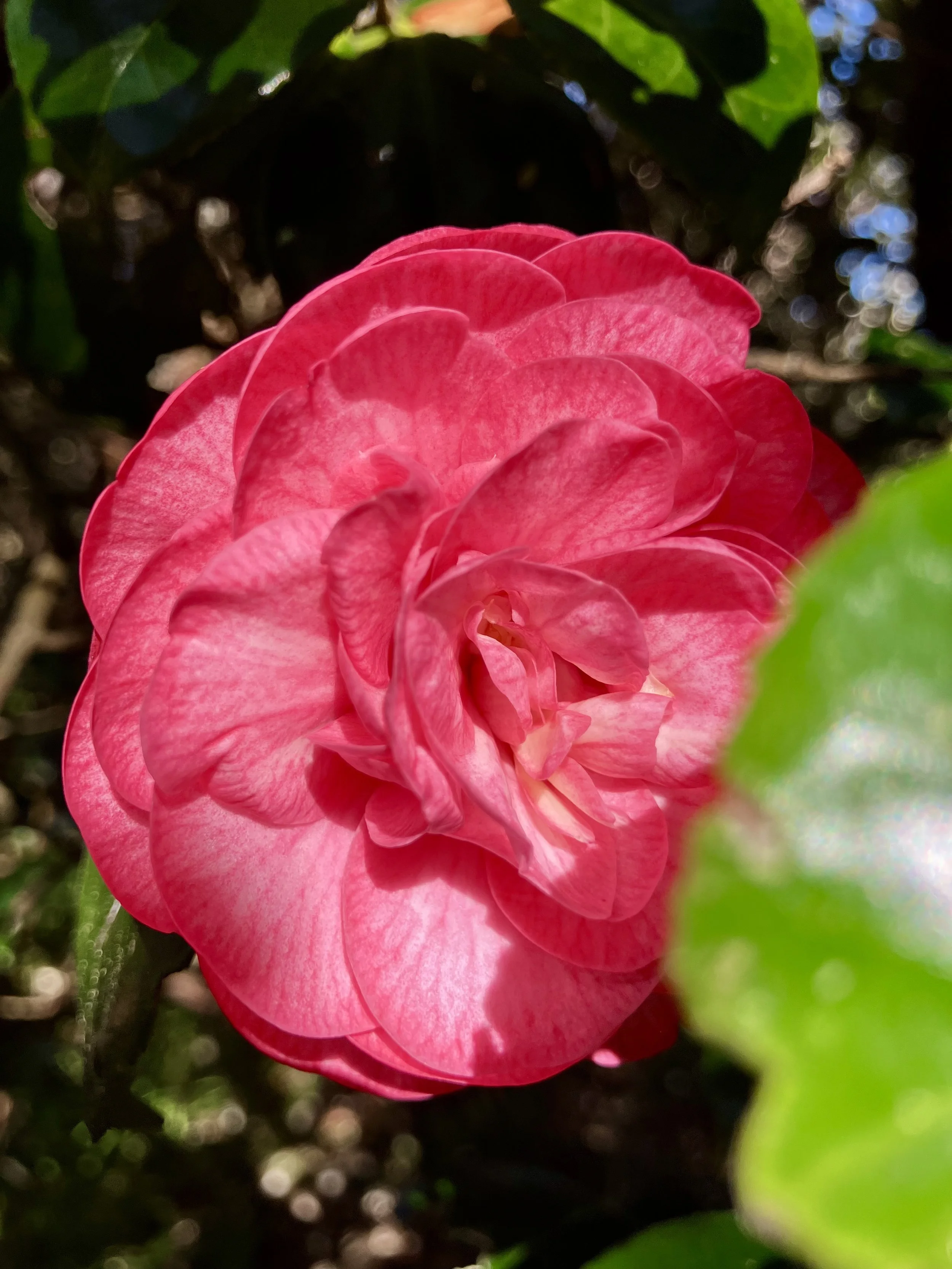 IMG_2563.jpeg