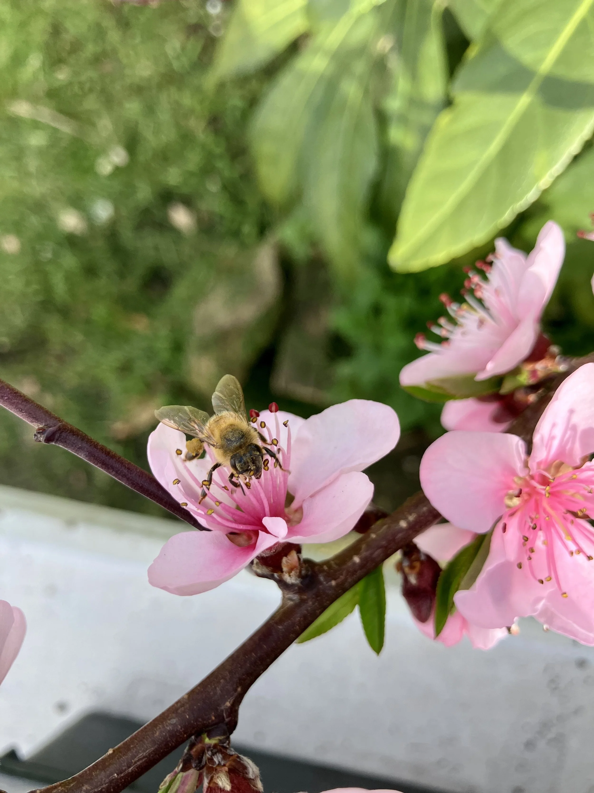 IMG_2482.jpeg