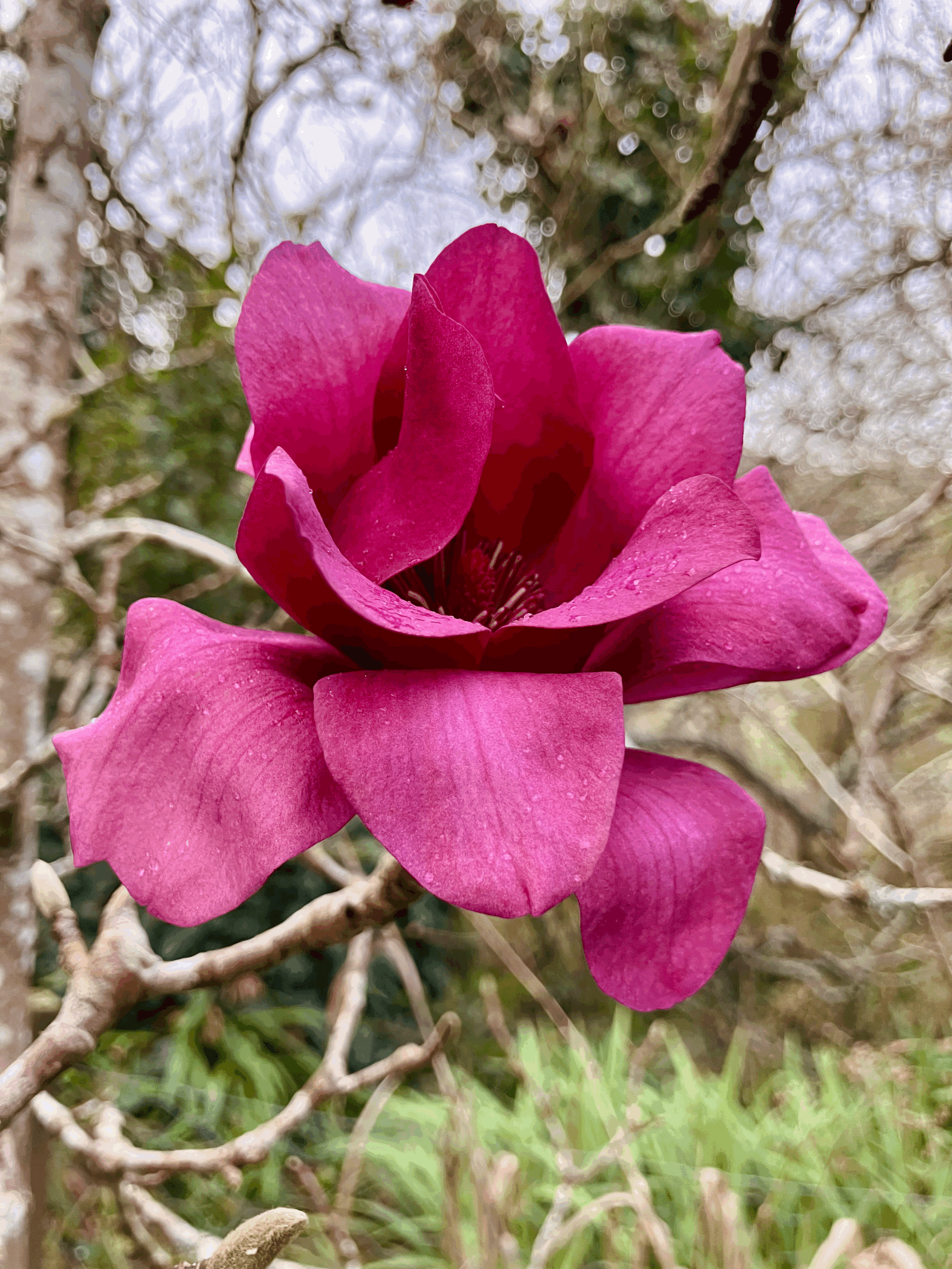 Winter Wonders