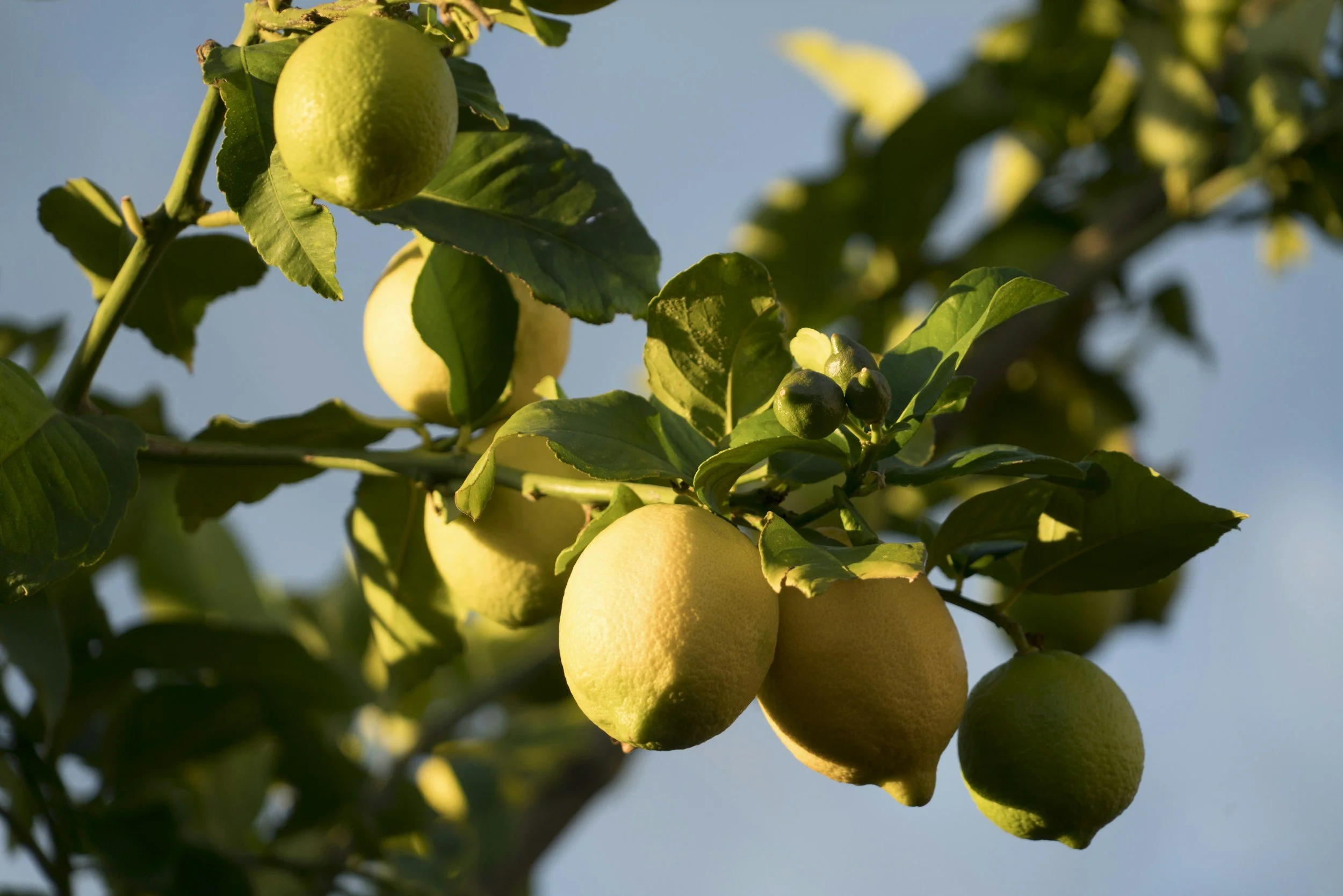 Citrus Season