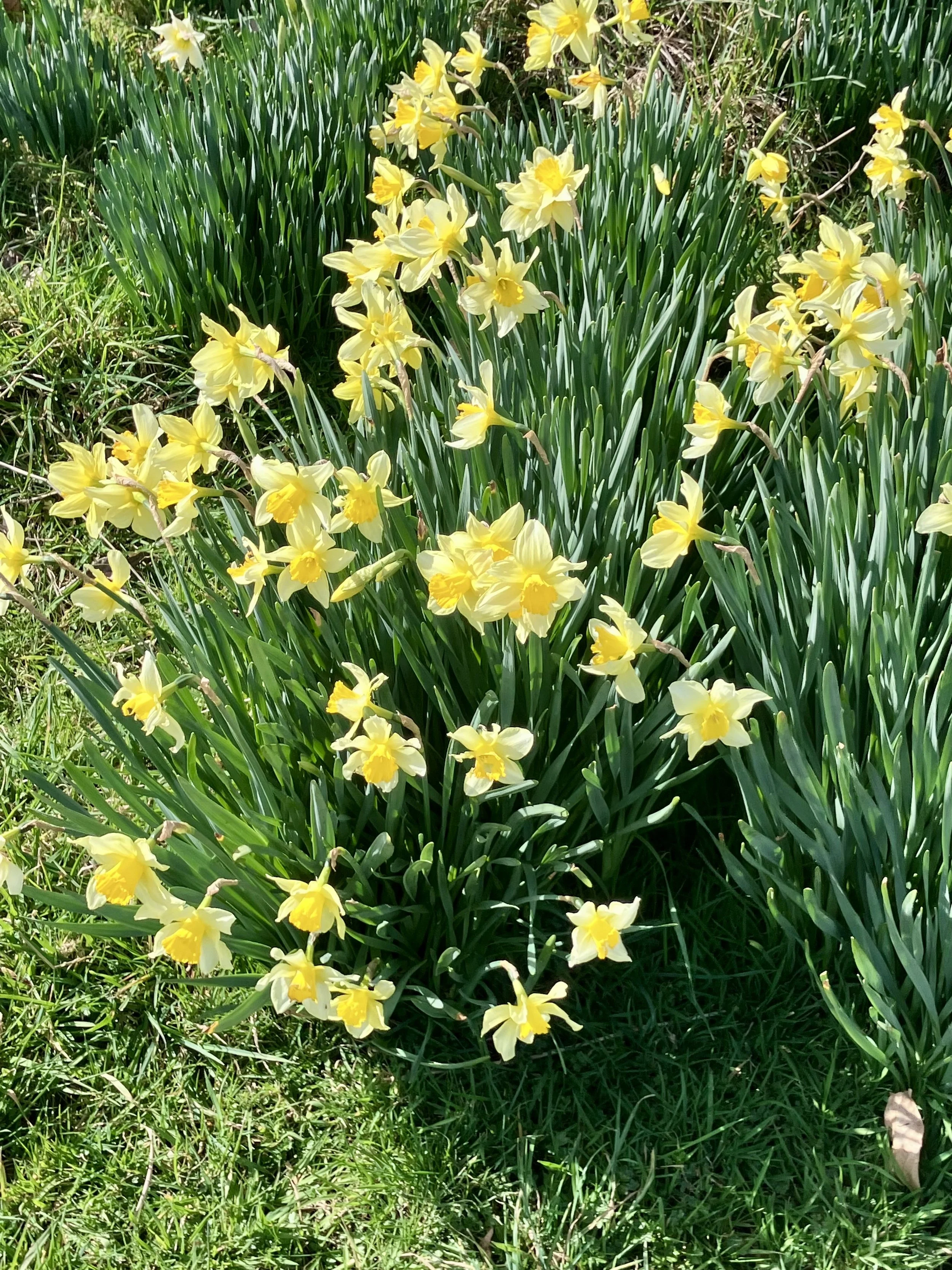 Yellow Blooms
