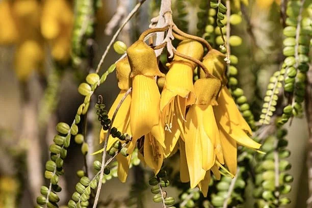 A Kowhai Rain