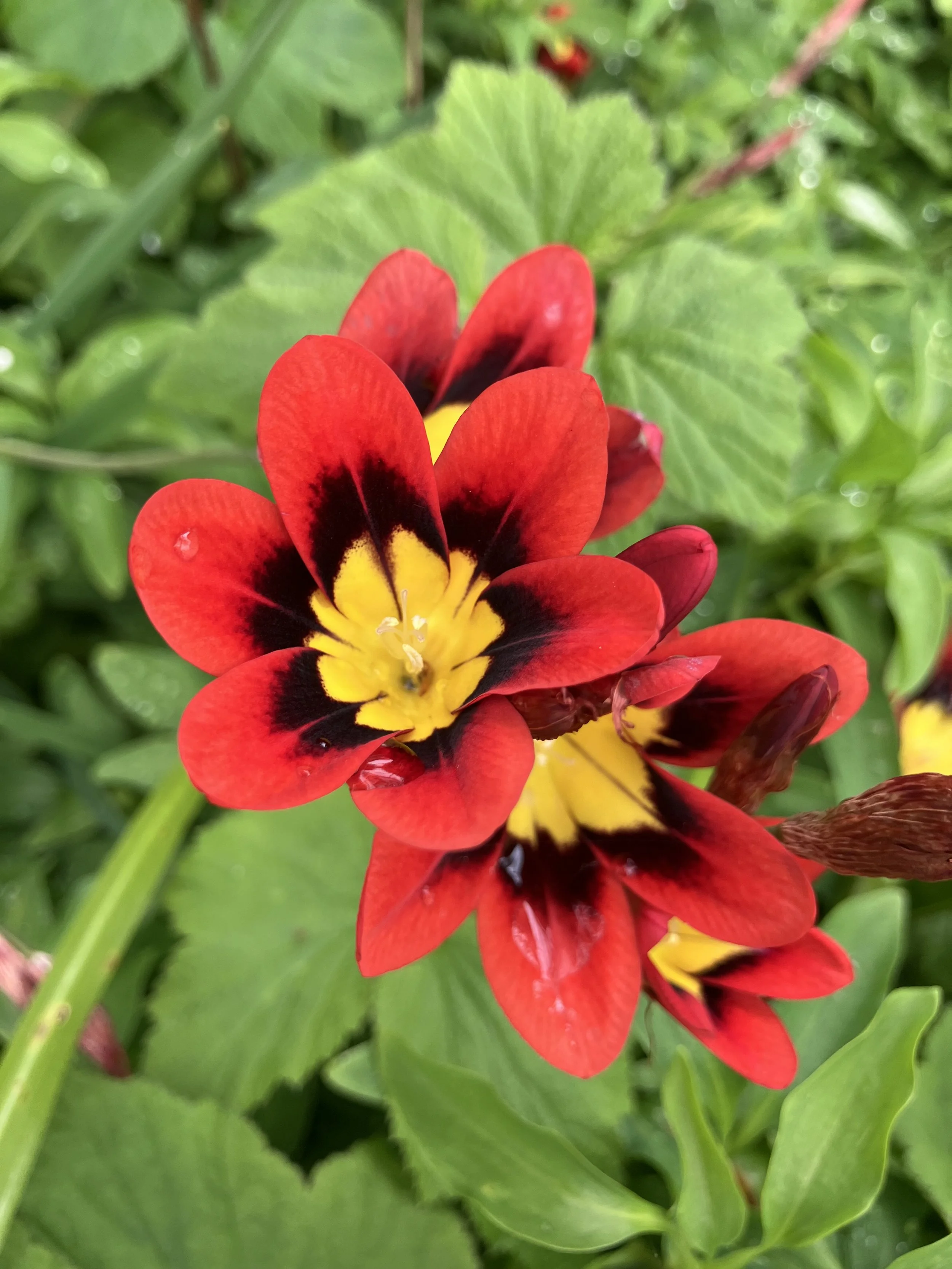 Harlequin